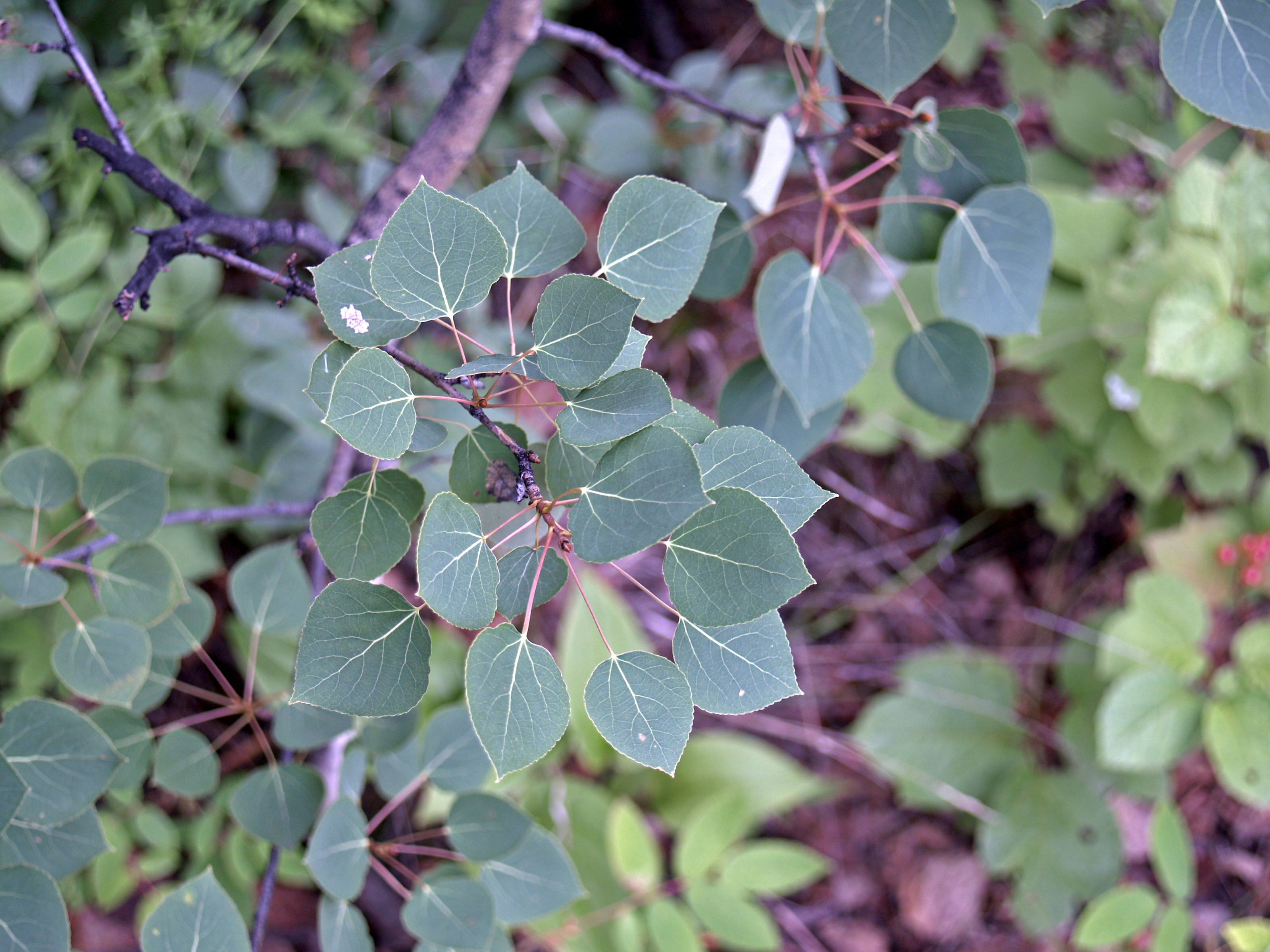 Aspen stem identification view