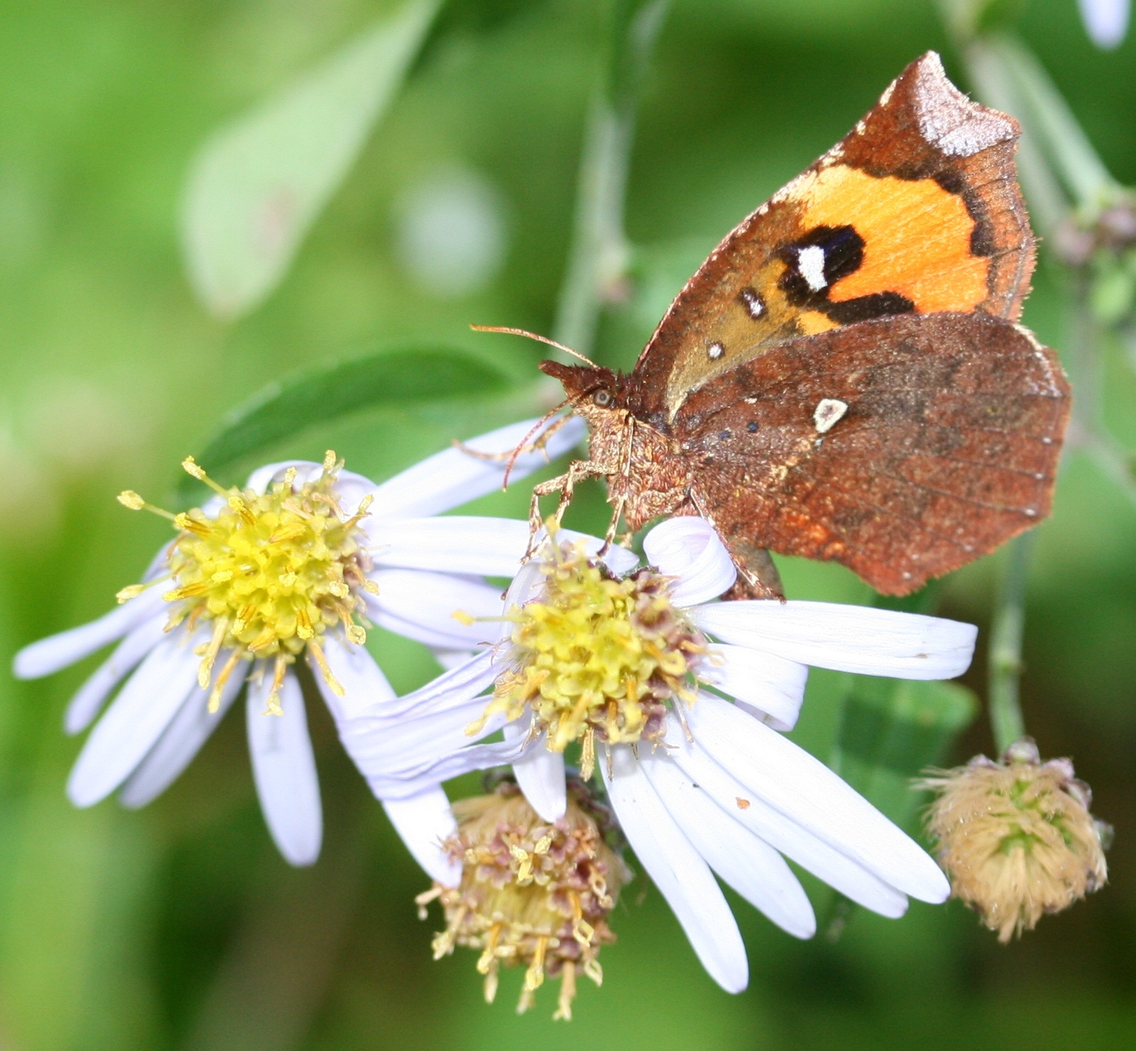 Aster ageratoides flower identification view