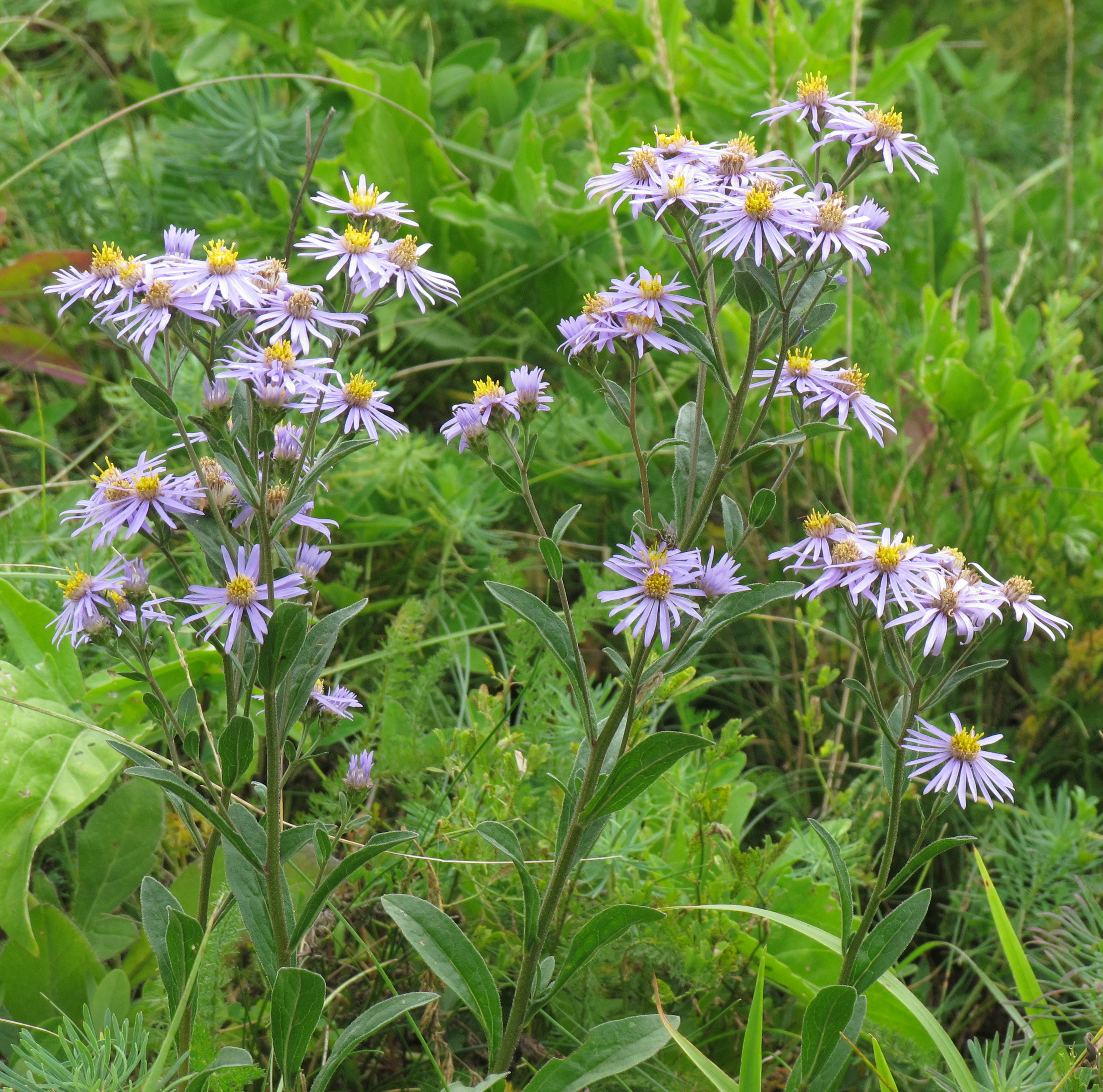 Aster ageratoides plant identification view