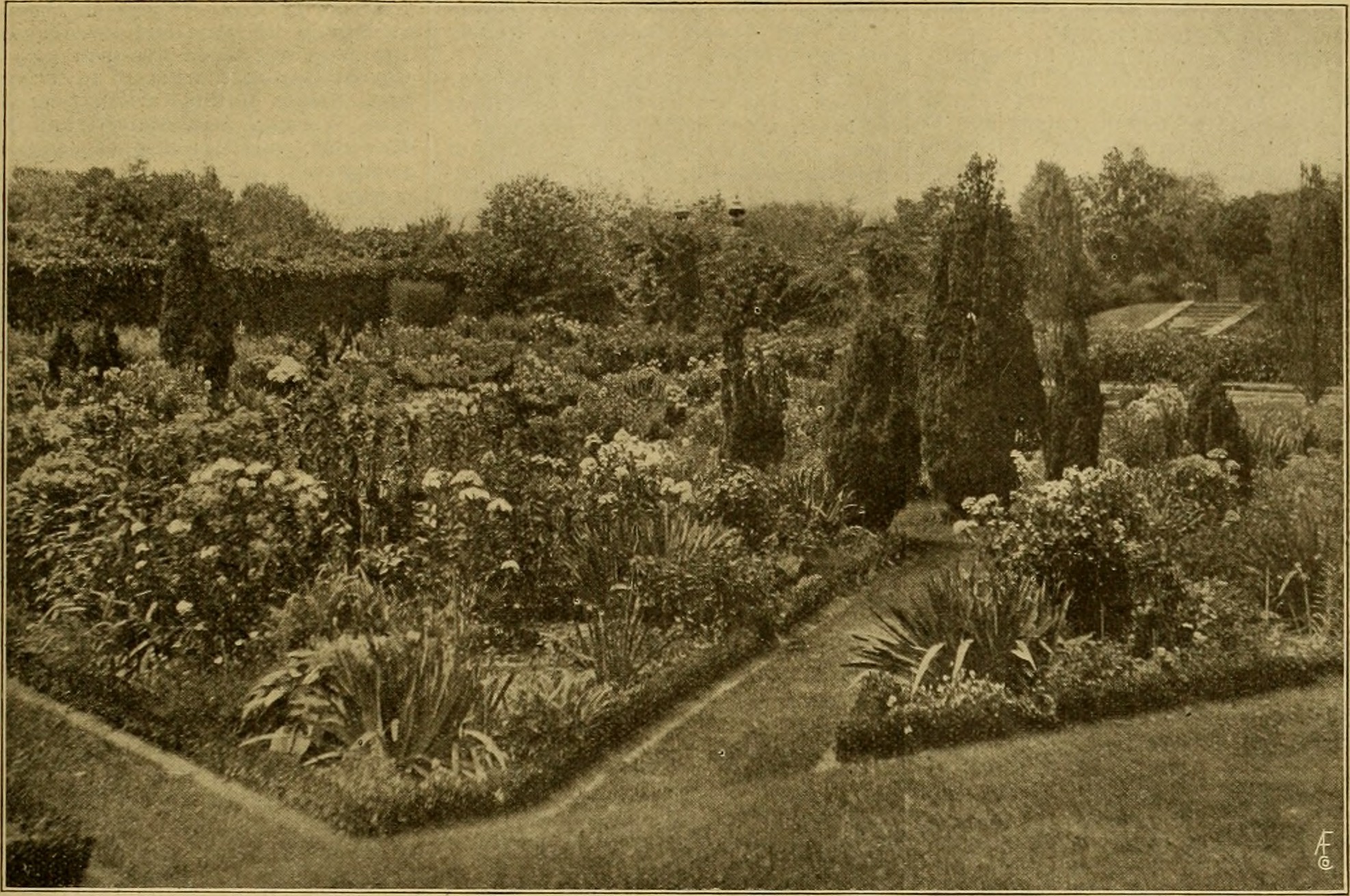 Aster ageratoides stem identification view