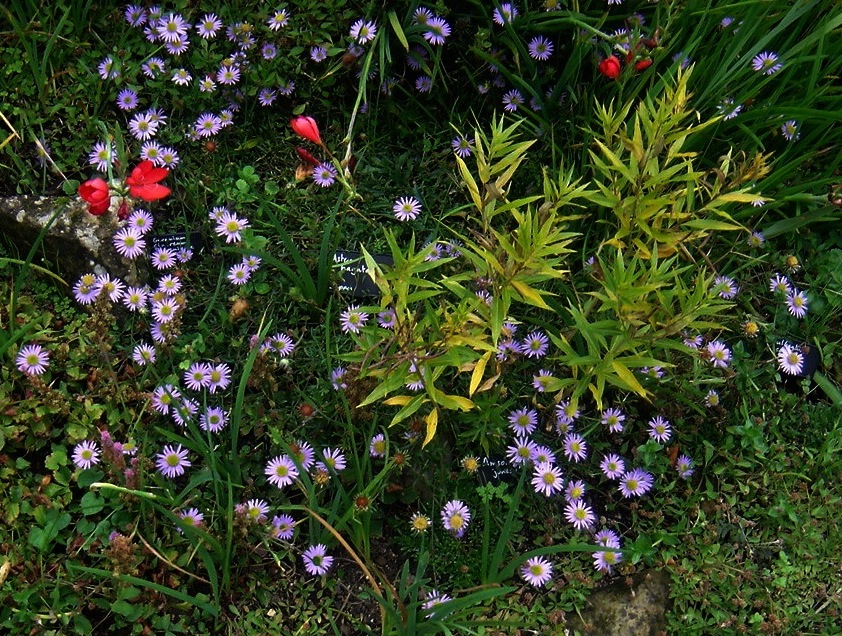 Aster hayatae flower identification view