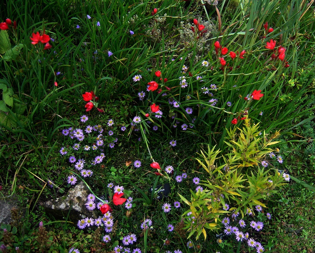 Aster hayatae leaf identification view