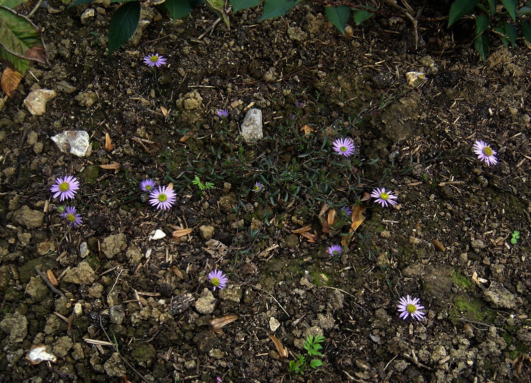 Aster hayatae plant identification view