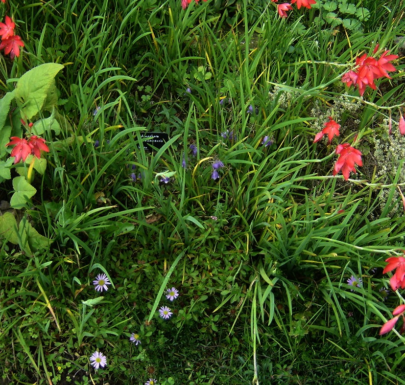 Aster hayatae stem identification view