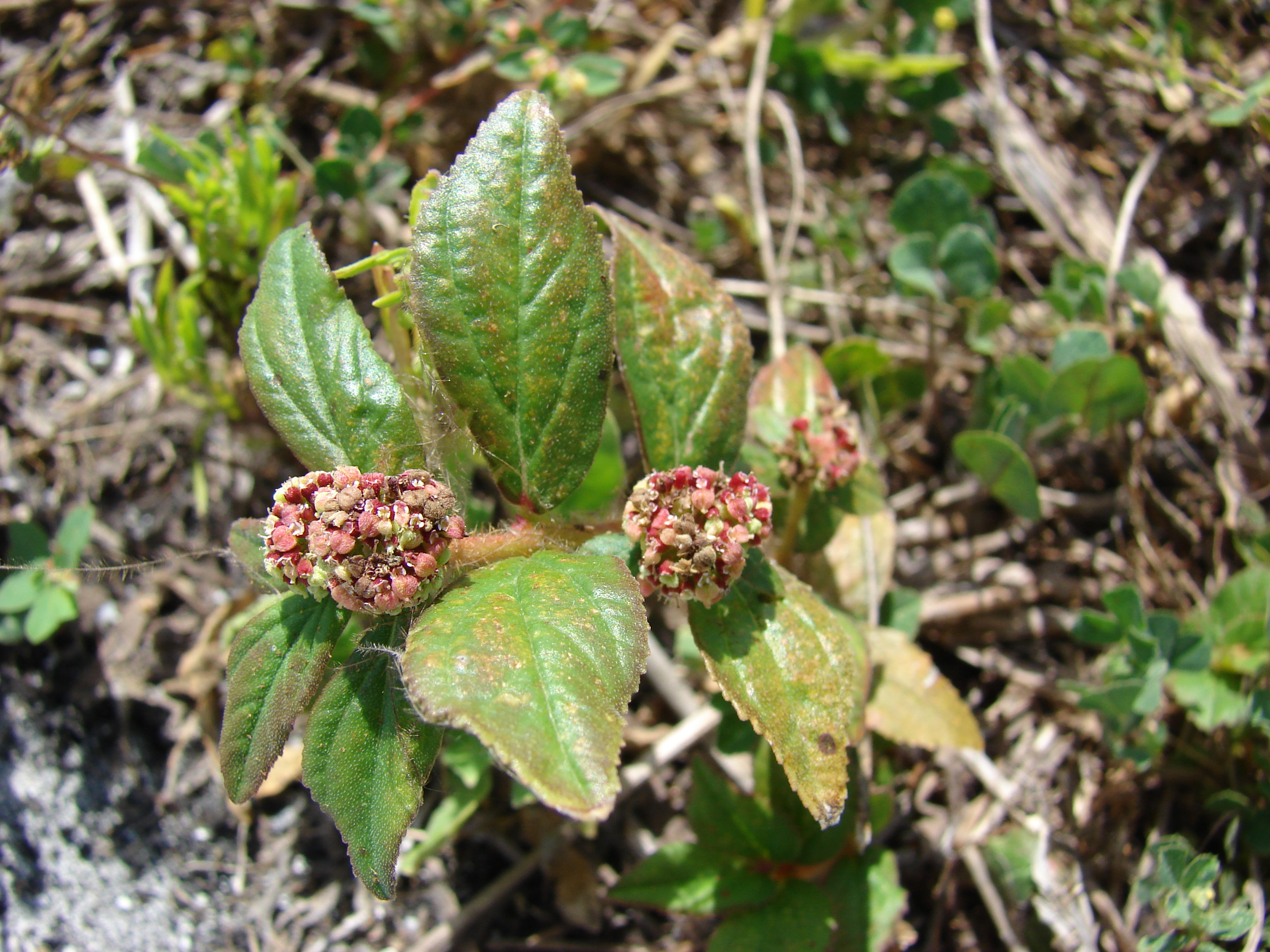 Asthma-plant fruit identification view