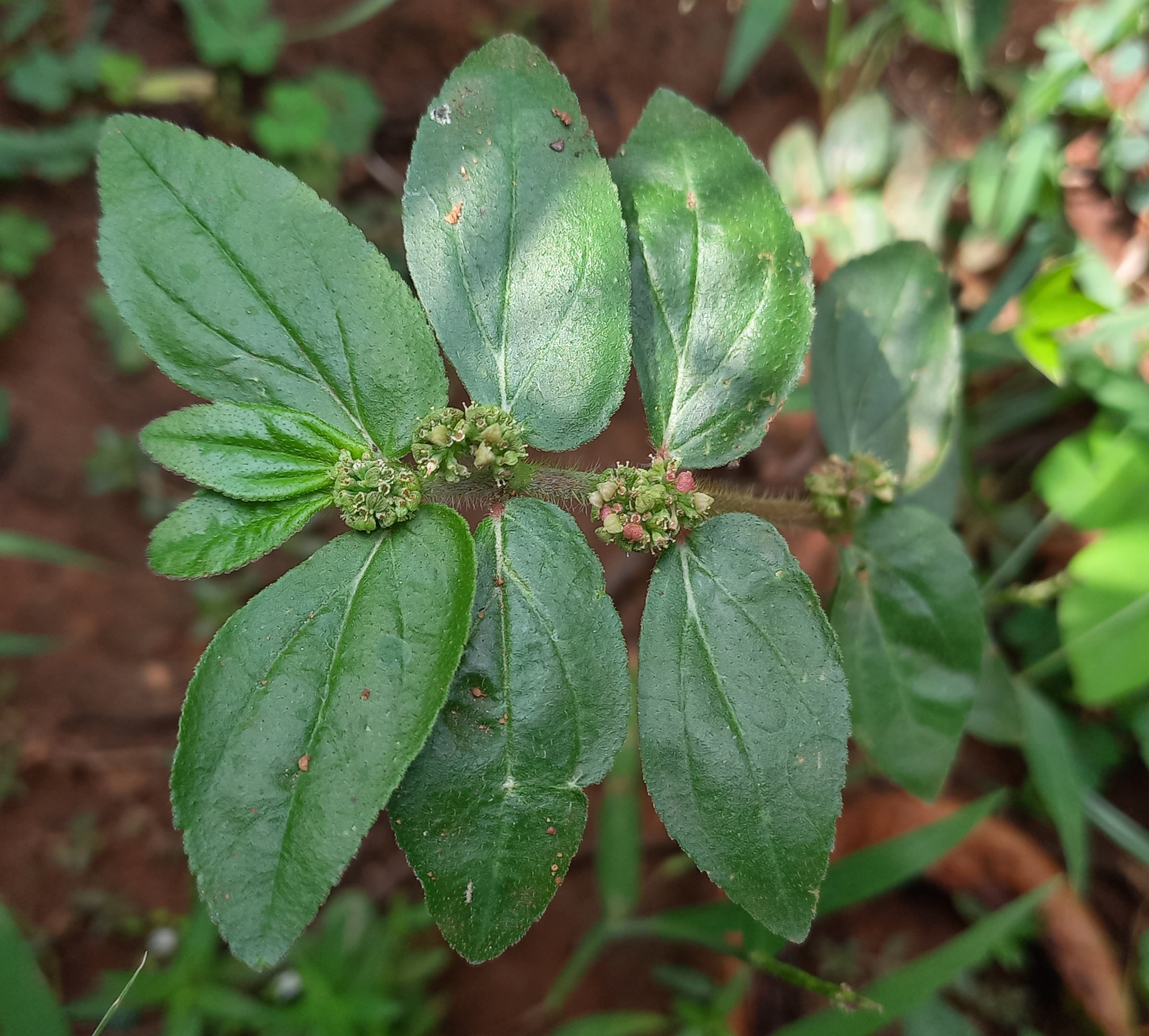 Asthma-plant plant identification view