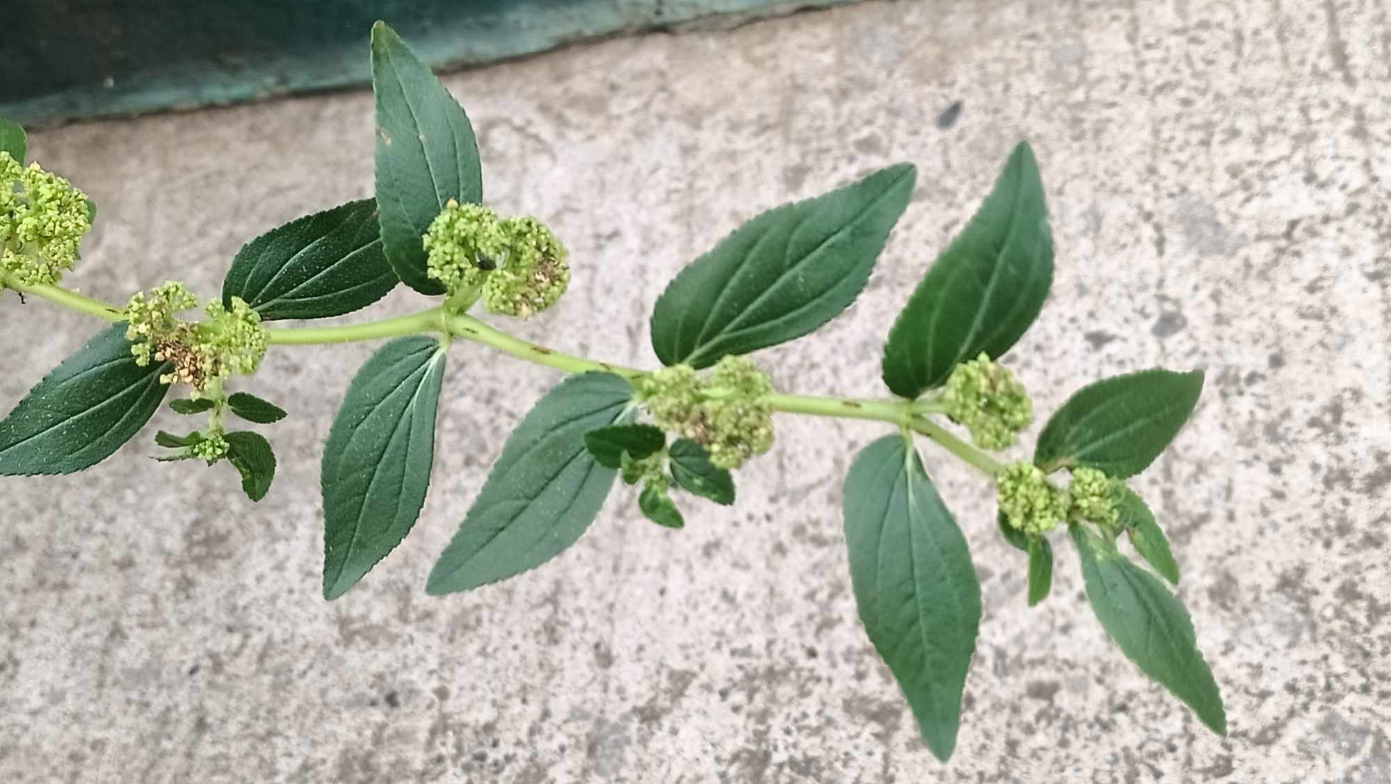 Asthma-plant stem identification view