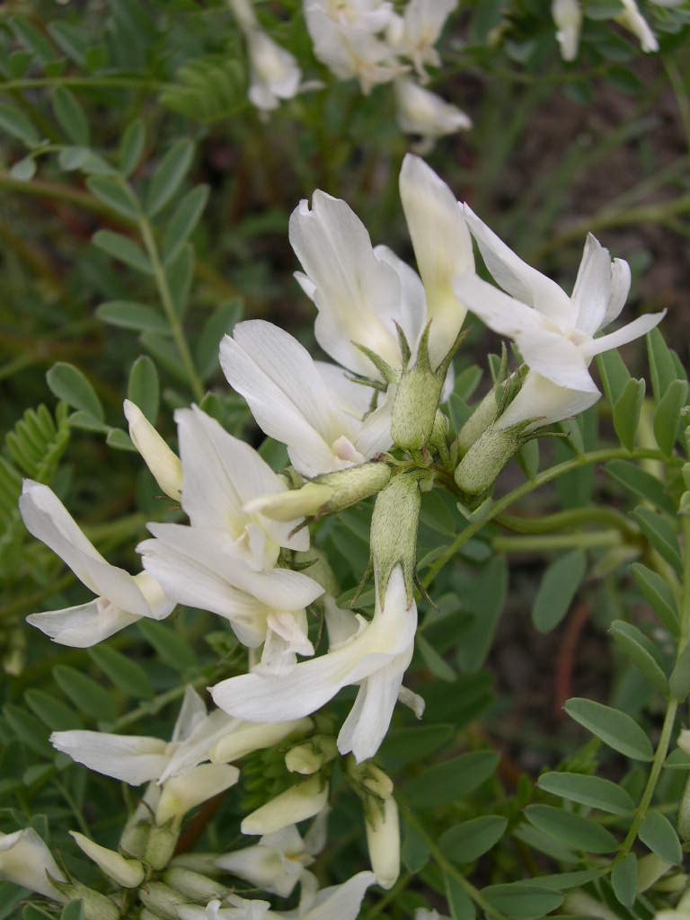 Astragalus (plant) flower identification view