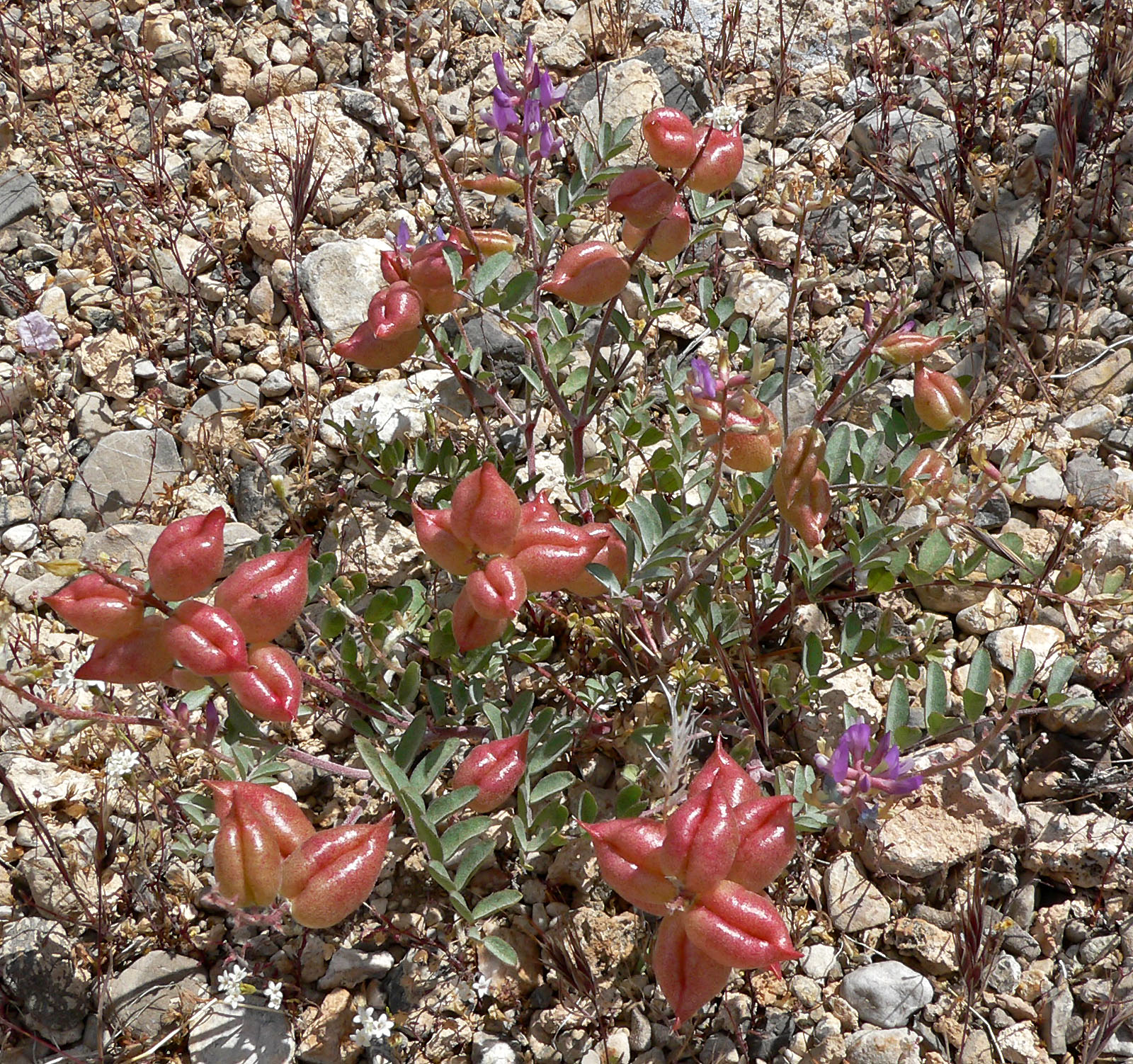 Astragalus (plant) fruit identification view