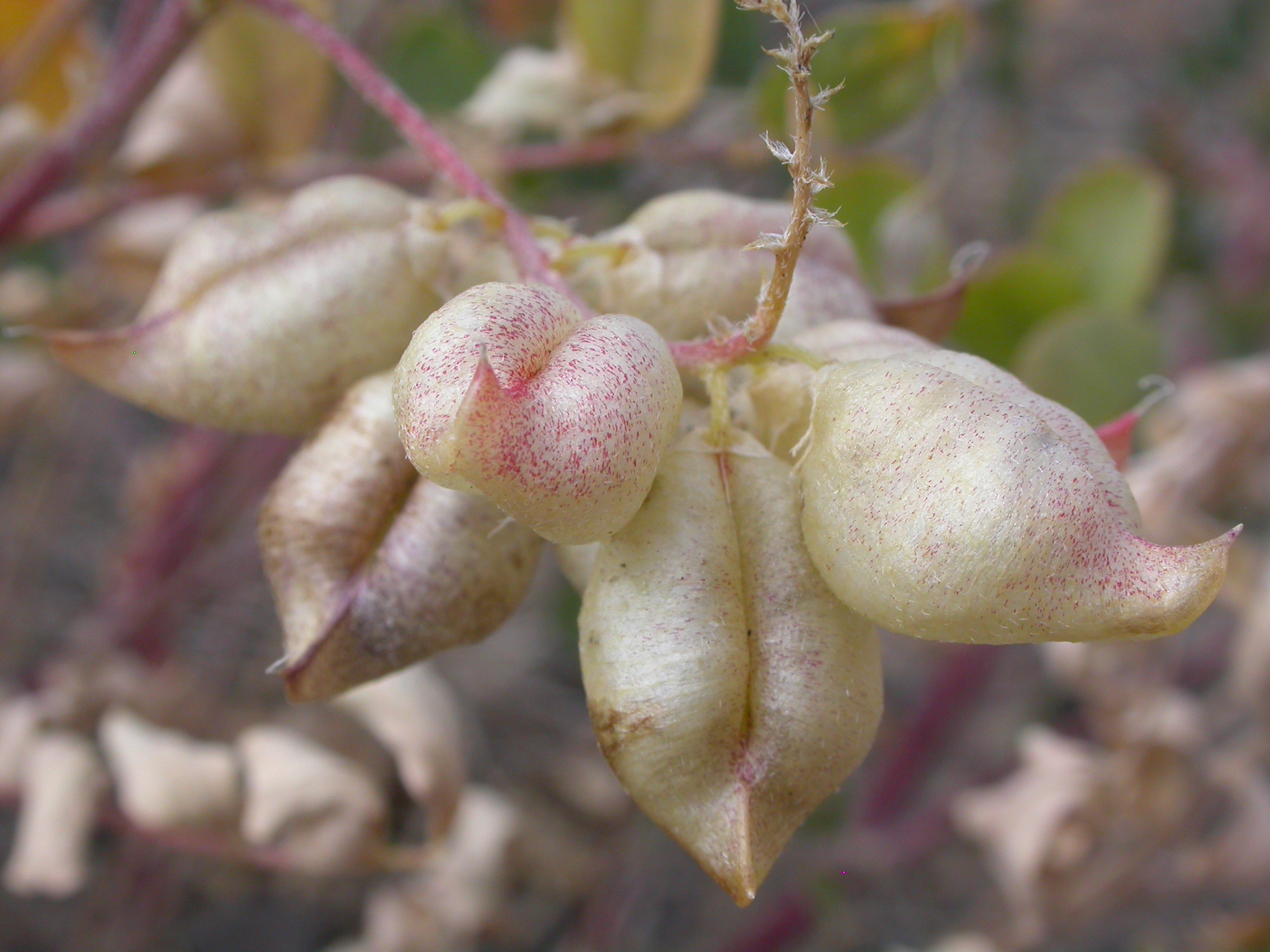 Astragalus (plant) leaf identification view