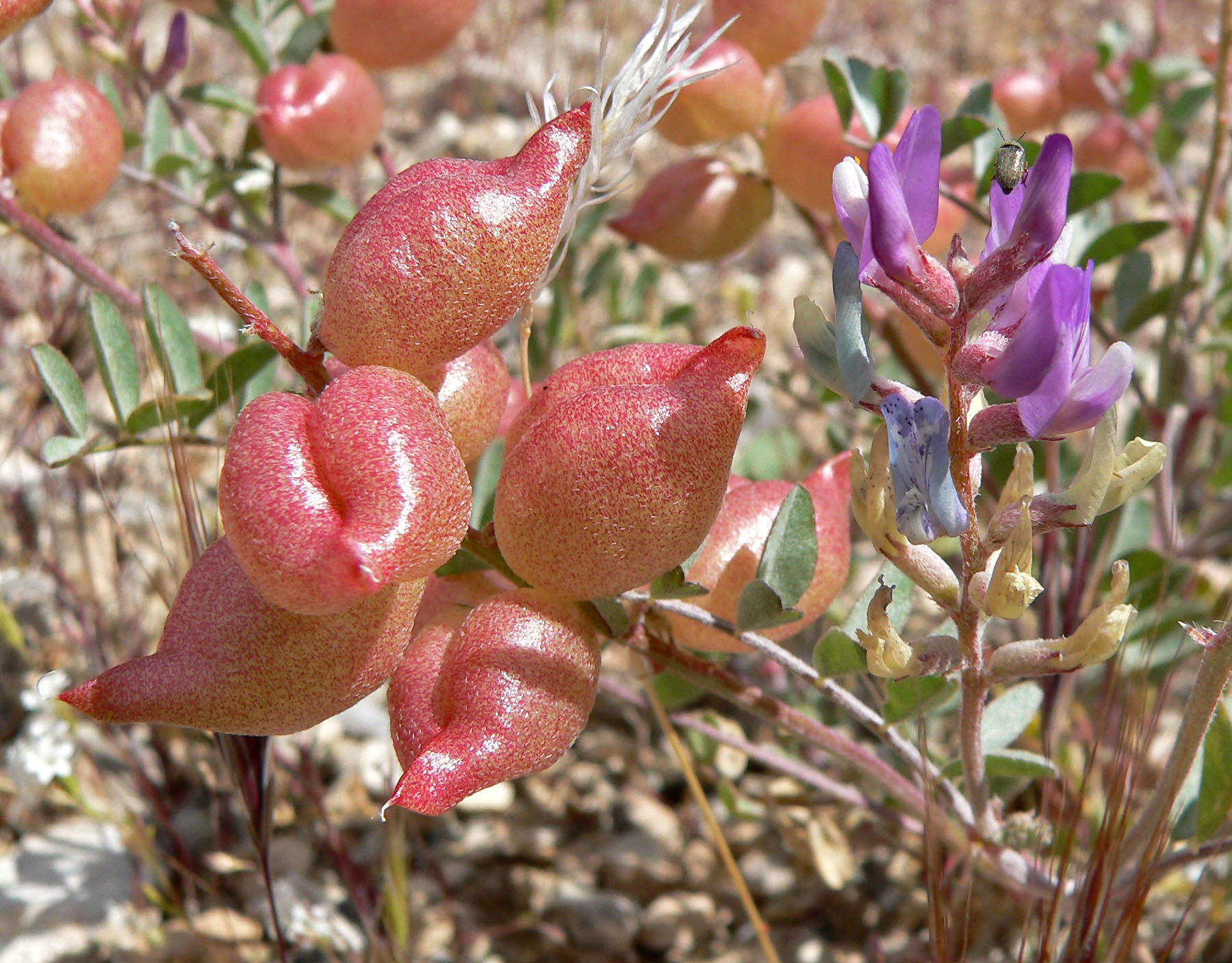 Astragalus (plant) plant identification view