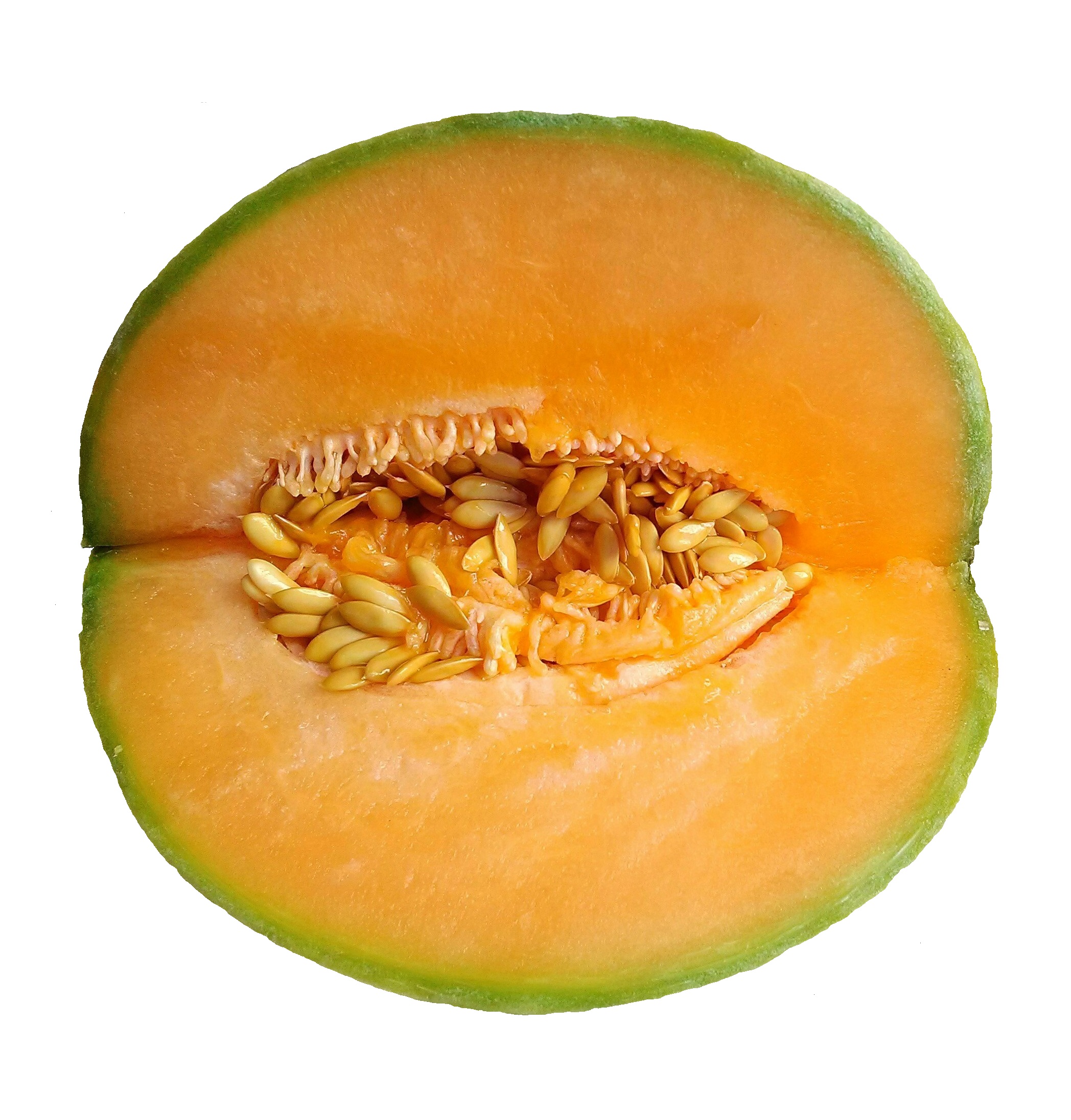 Ambrosia Muskmelon flower identification view