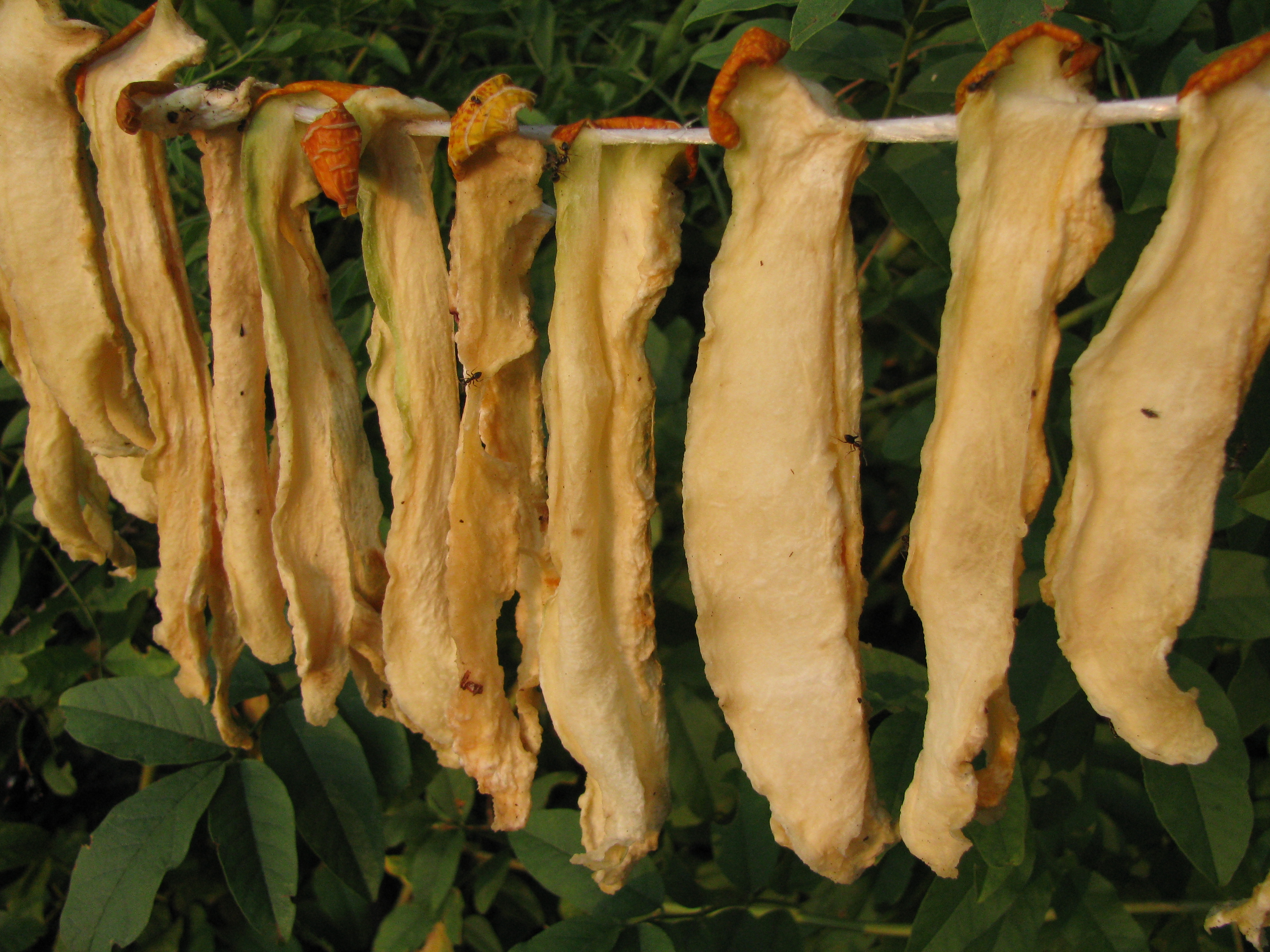 Ambrosia Muskmelon fruit identification view