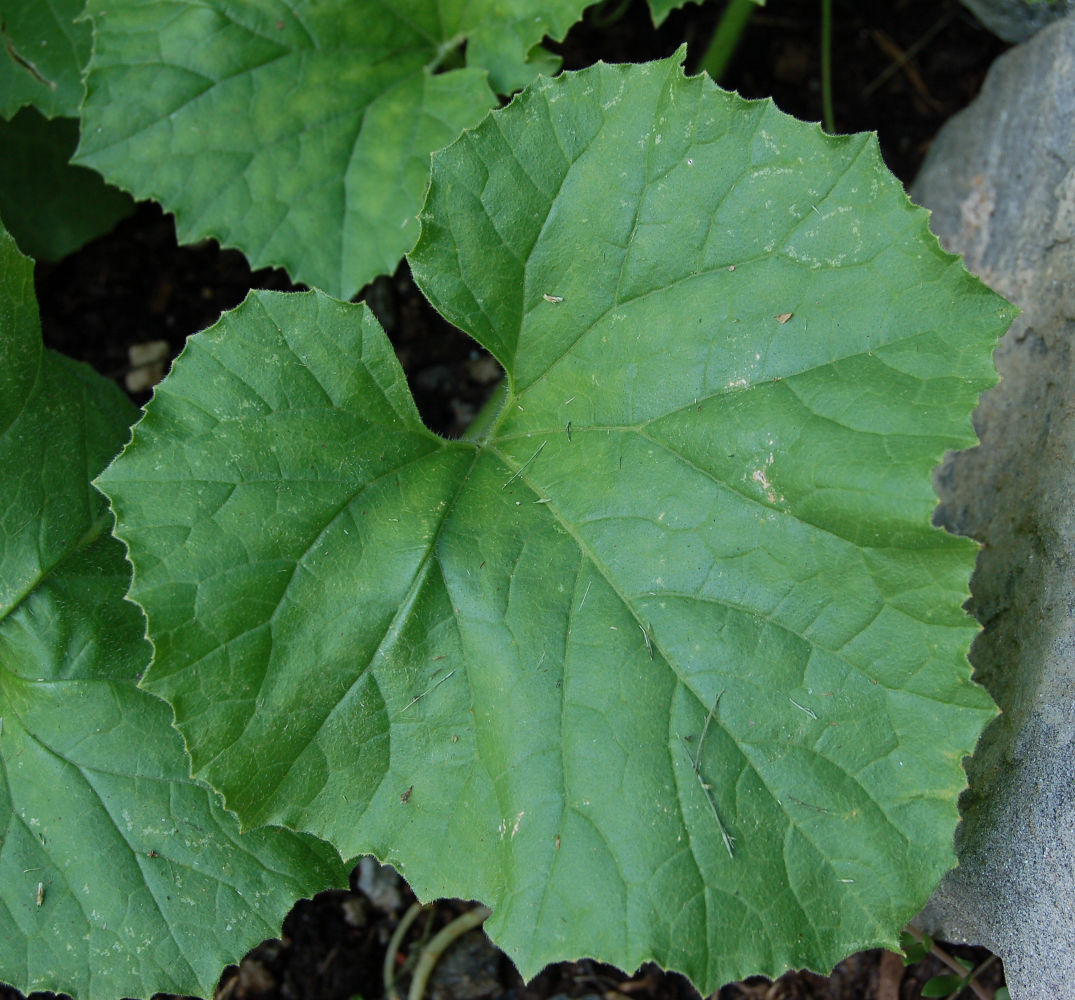 Ambrosia Muskmelon leaf identification view
