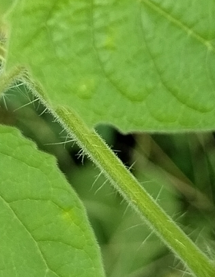 Aunt Molly's Ground Cherry flower identification view