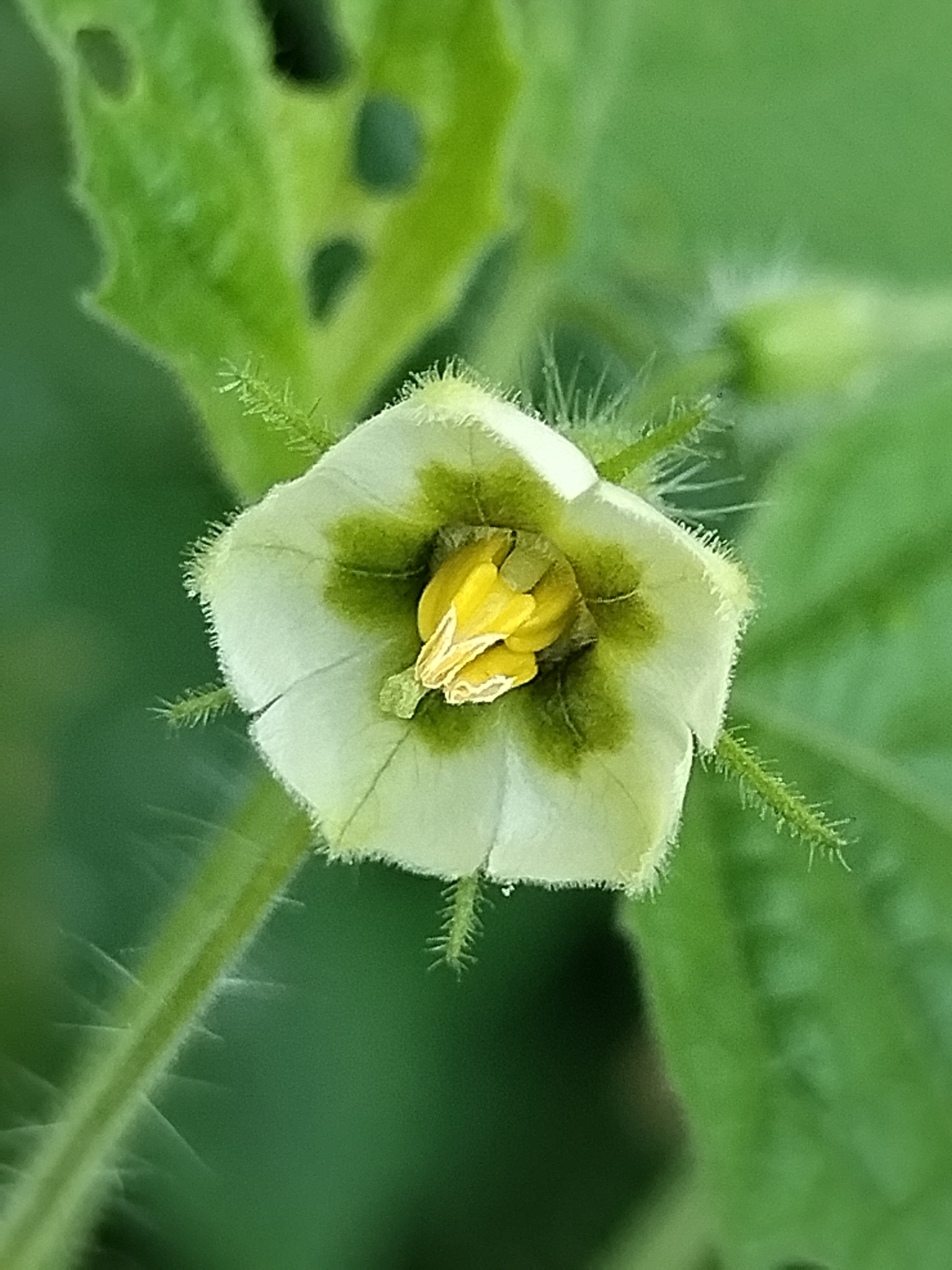 Aunt Molly's Ground Cherry fruit identification view