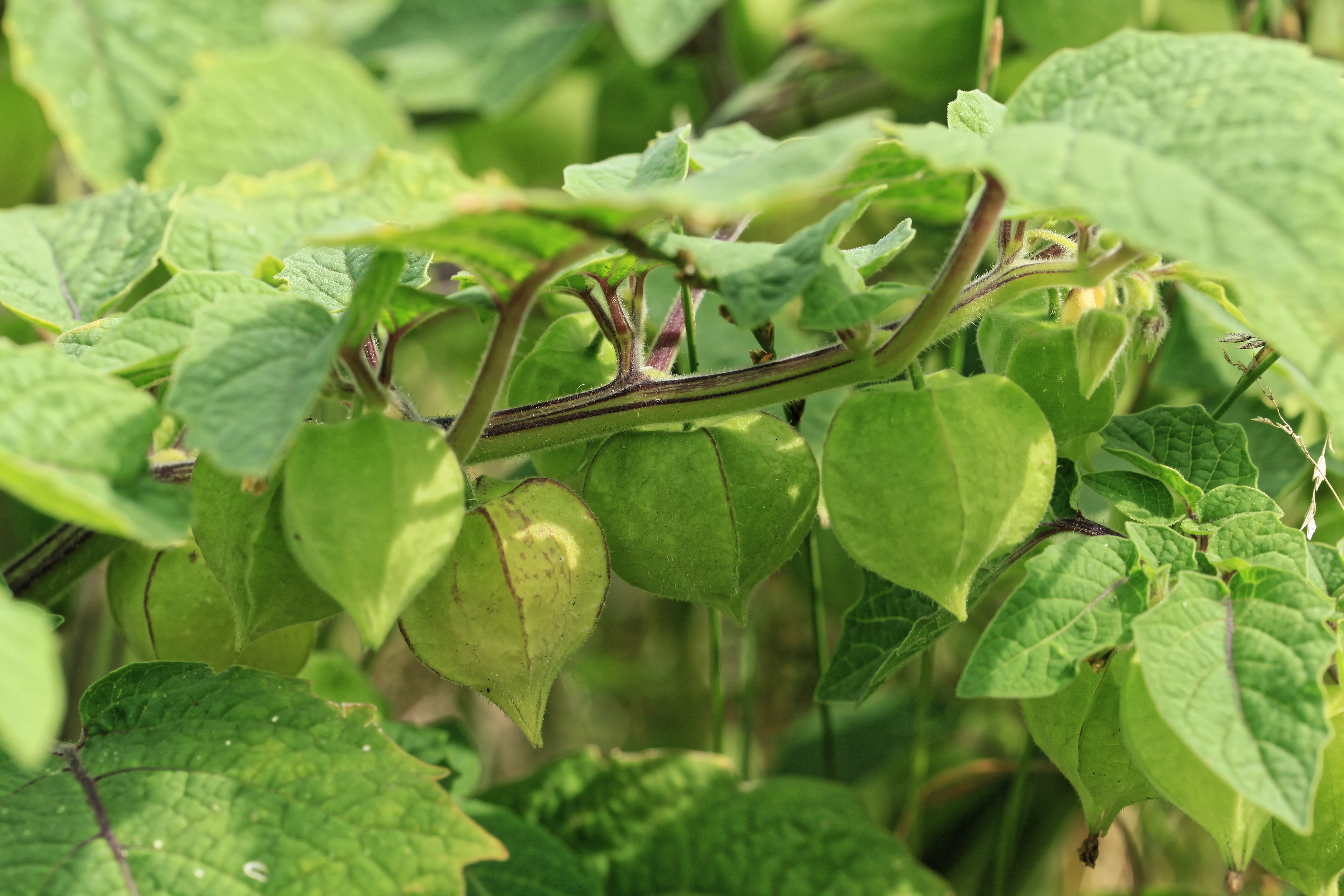 Aunt Molly's Ground Cherry plant identification view