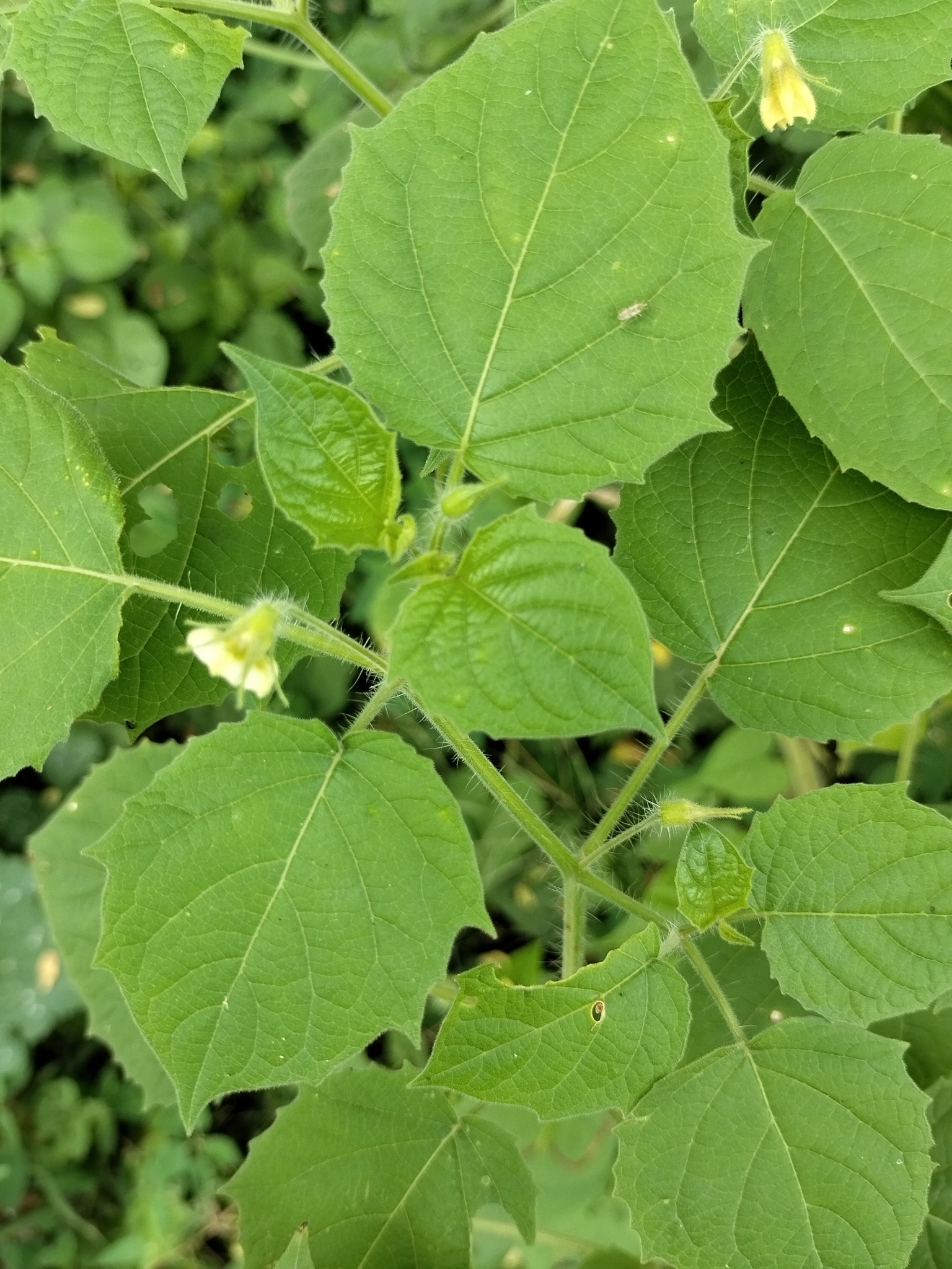 Aunt Molly's Ground Cherry stem identification view