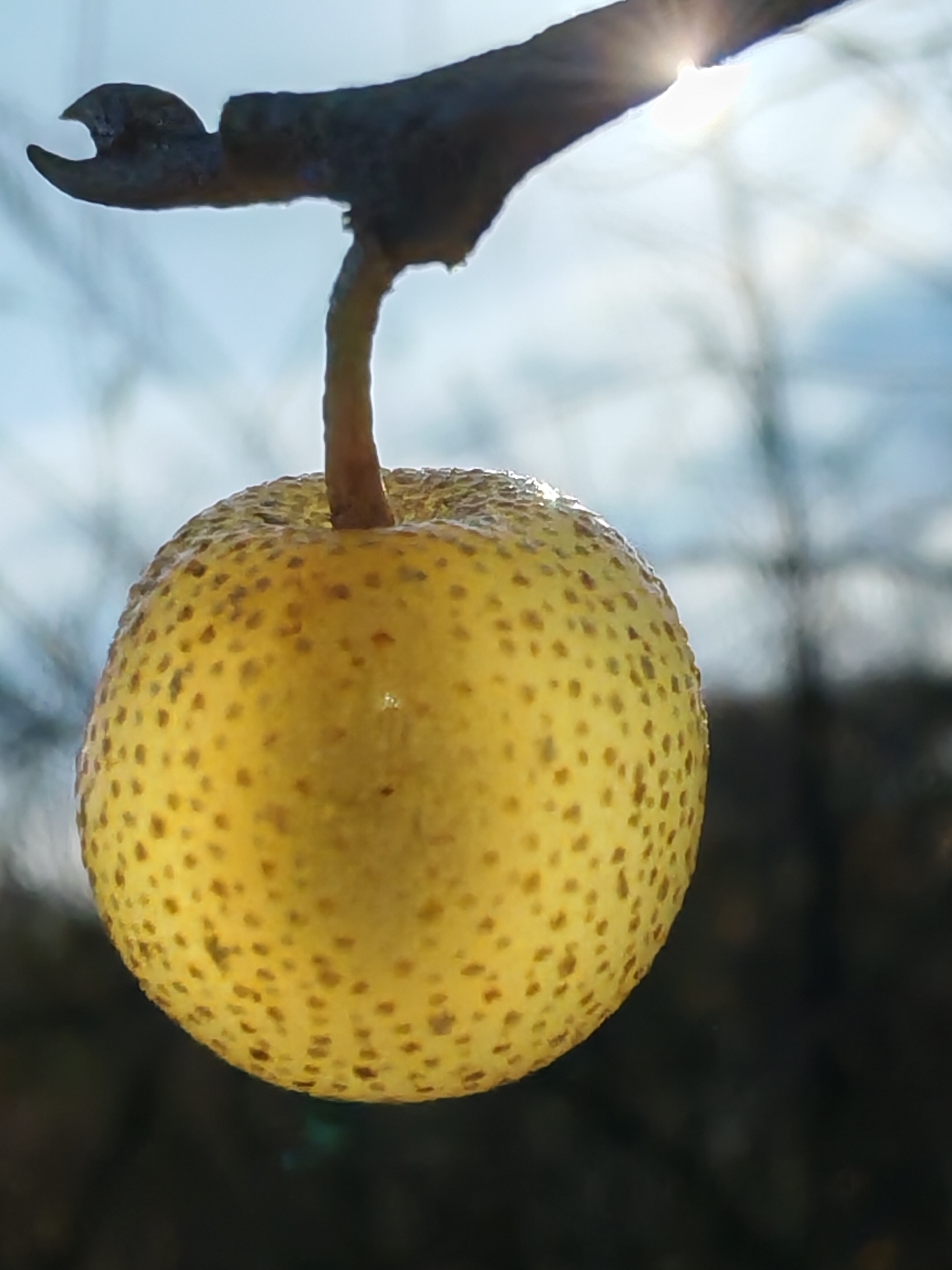 Autumn Olive fruit identification view