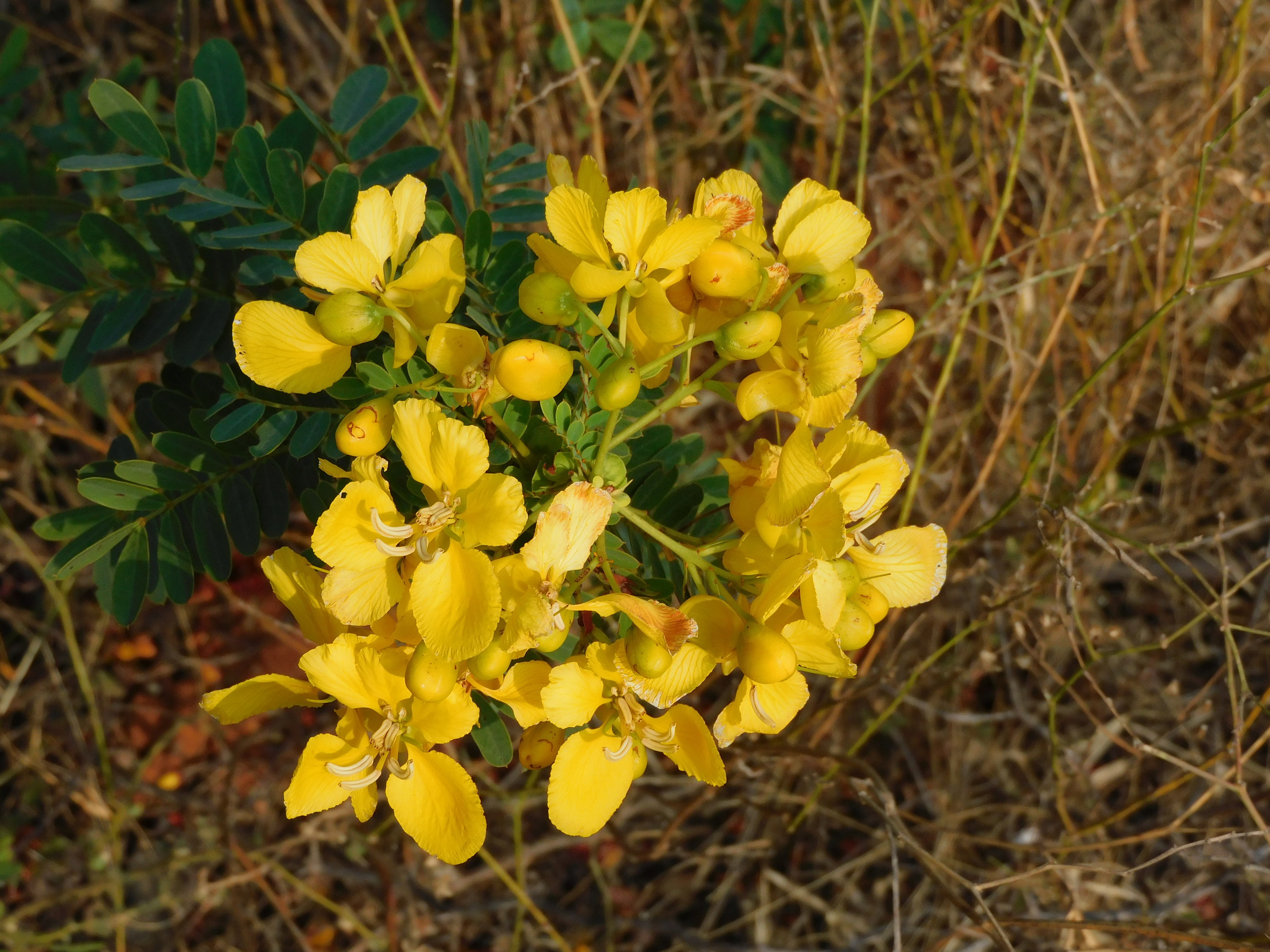 Avaram senna flower identification view