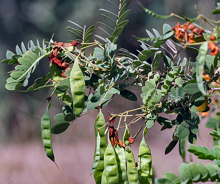 Avaram senna fruit identification view