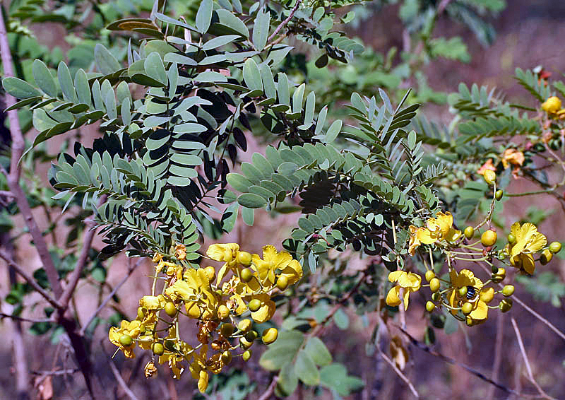 Avaram senna leaf identification view