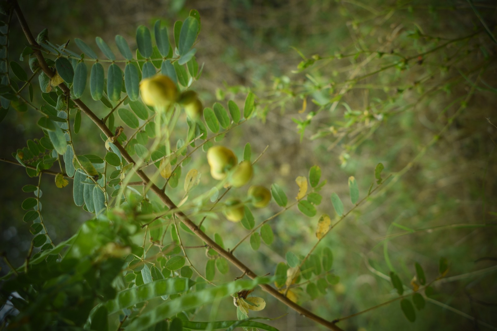 Avaram senna plant identification view