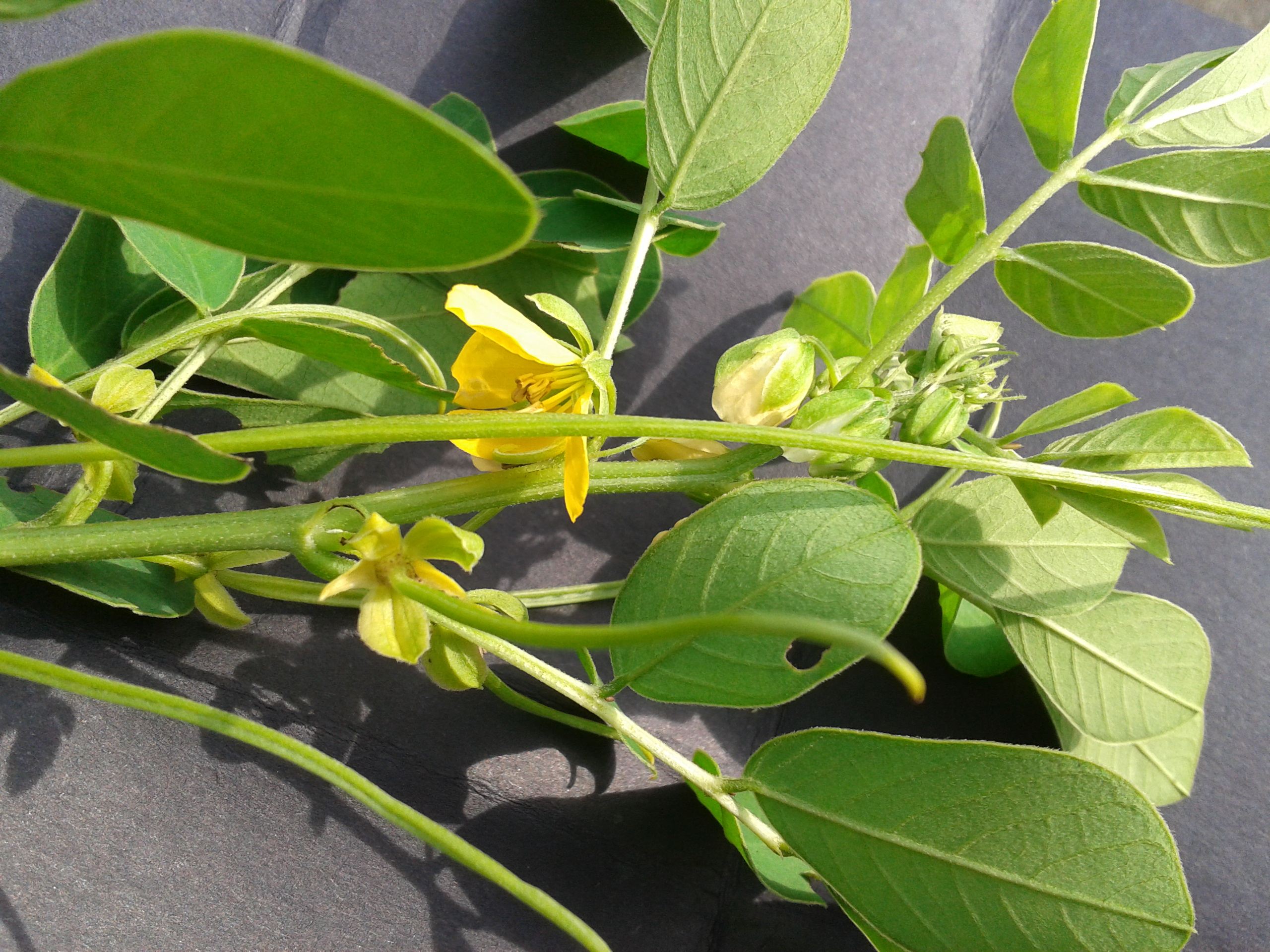 Avaram senna stem identification view
