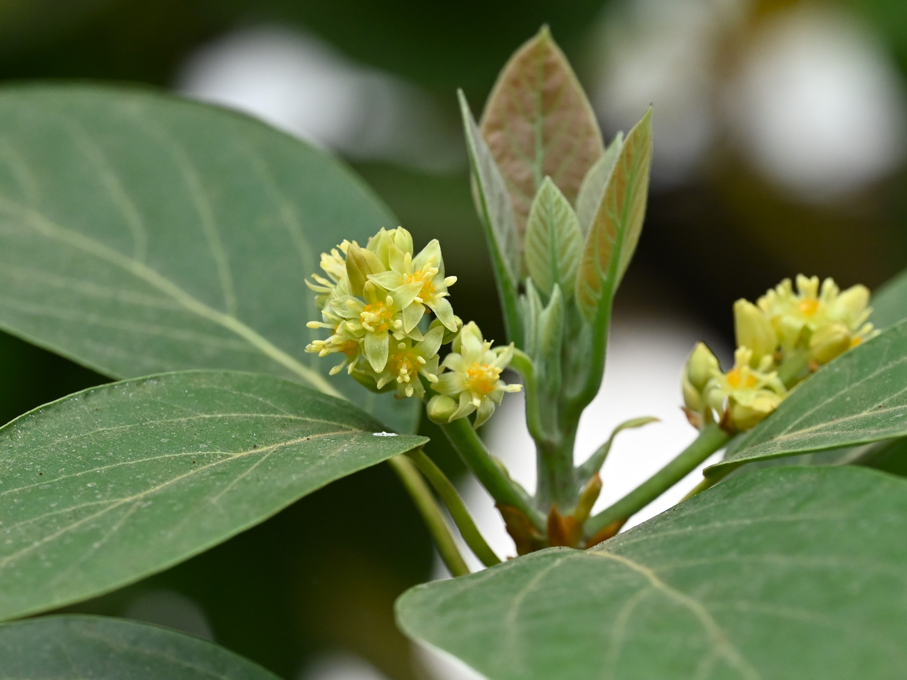 Avocado flower identification view