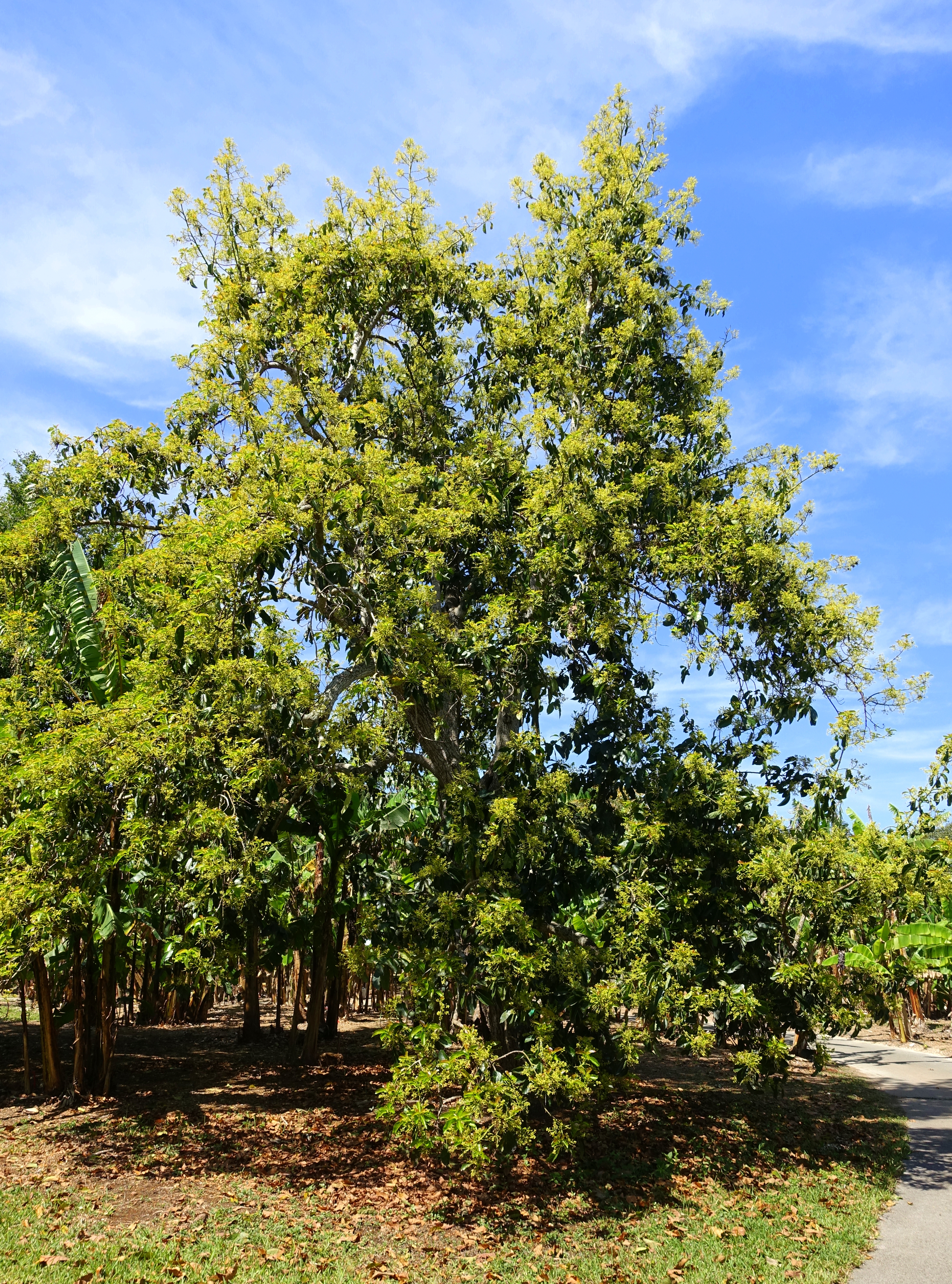 Avocado fruit identification view