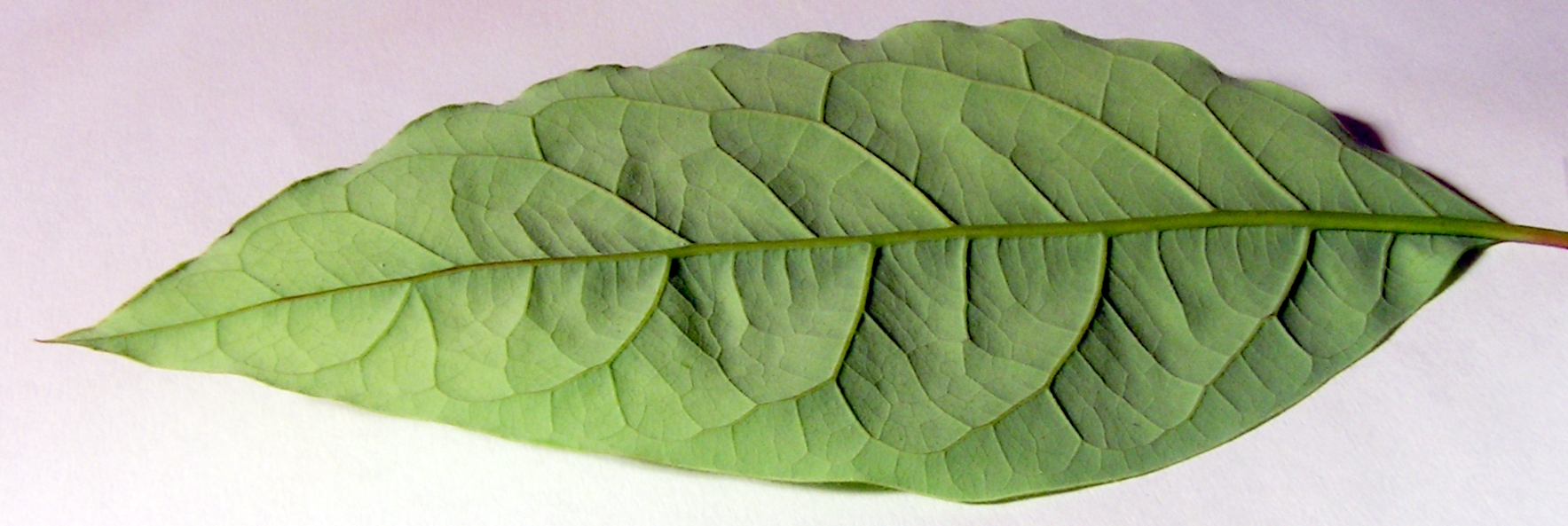 Avocado leaf identification view