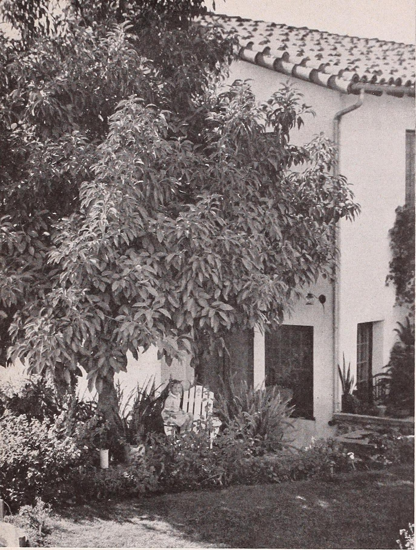 Avocado stem identification view