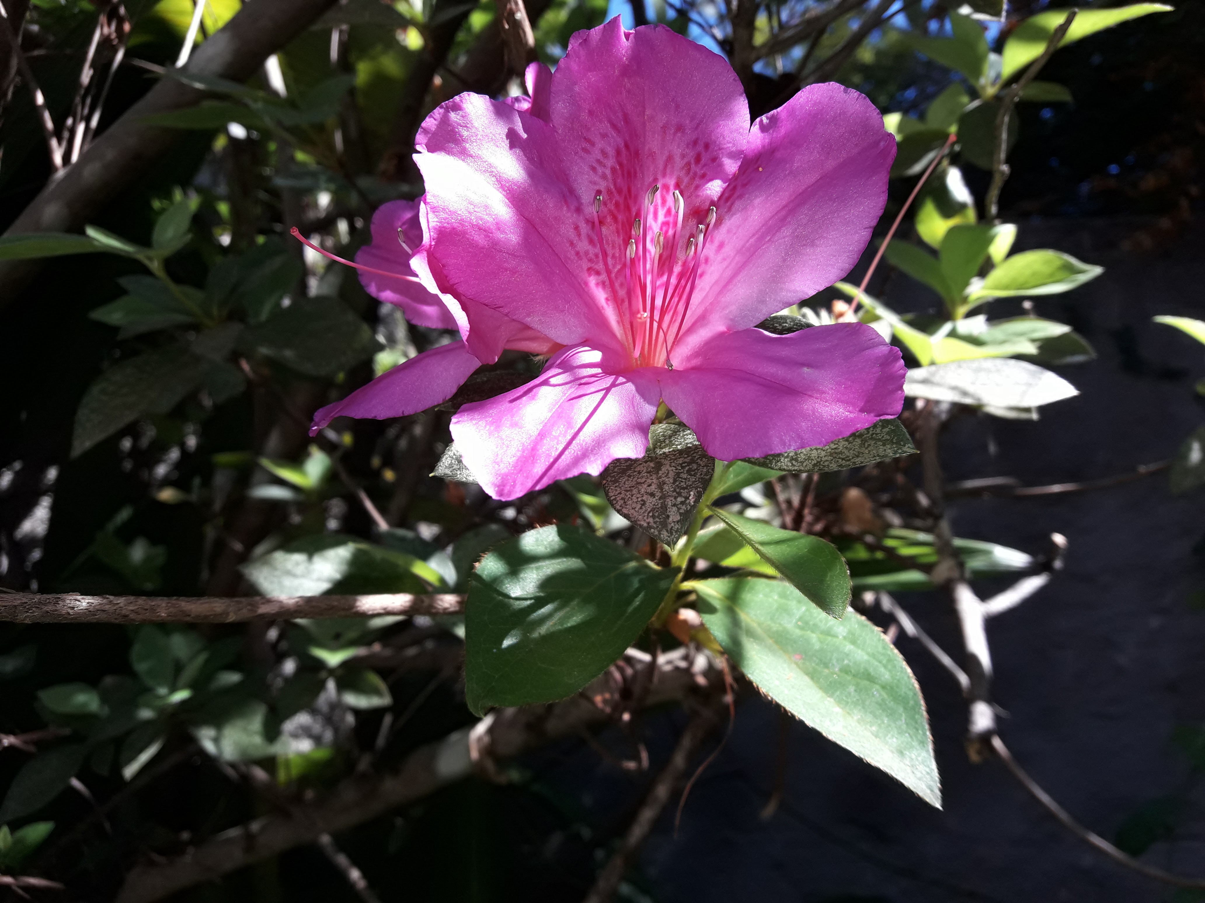 Azalea flower identification view