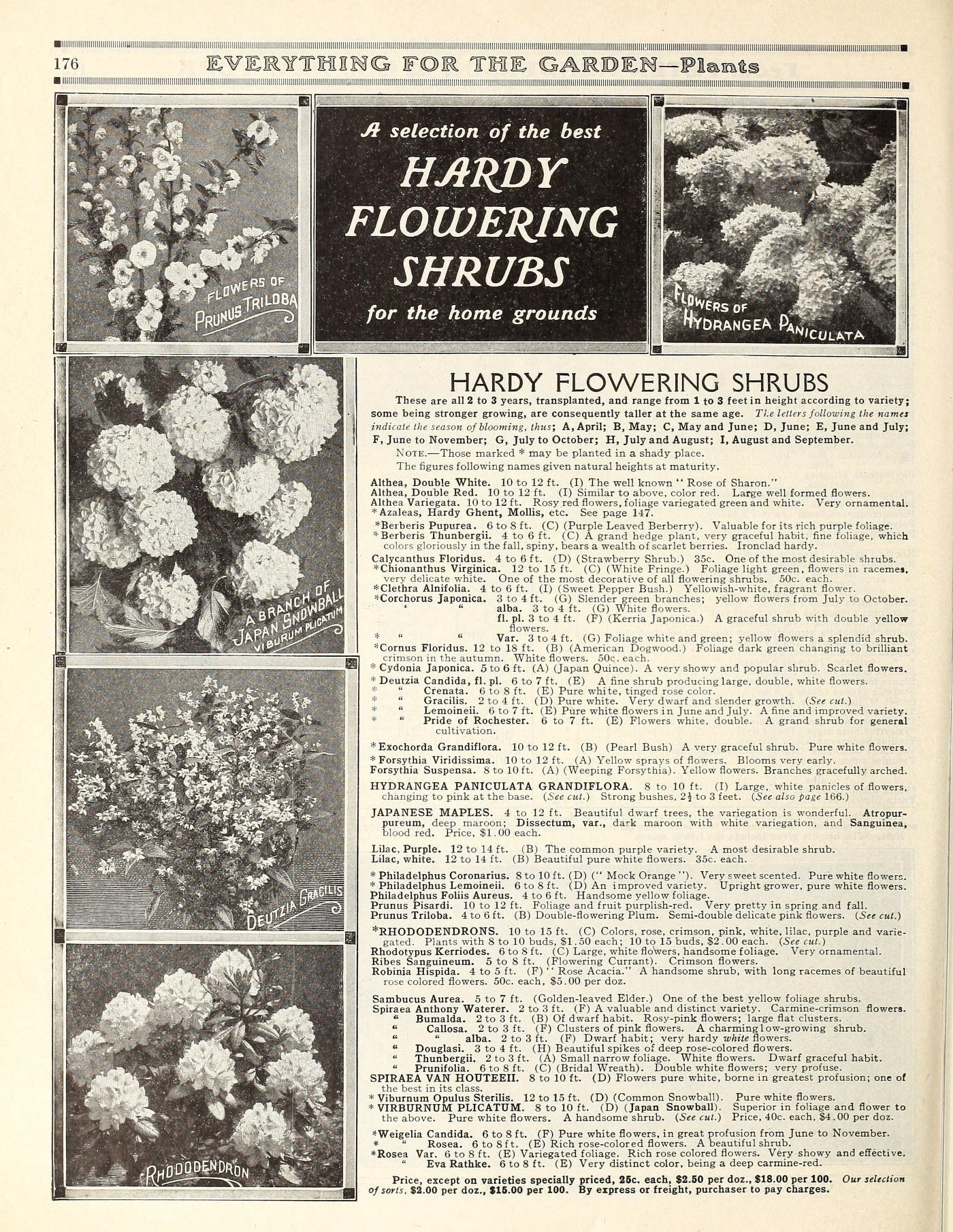 Azalea fruit identification view