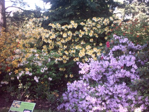 Azalea plant identification view