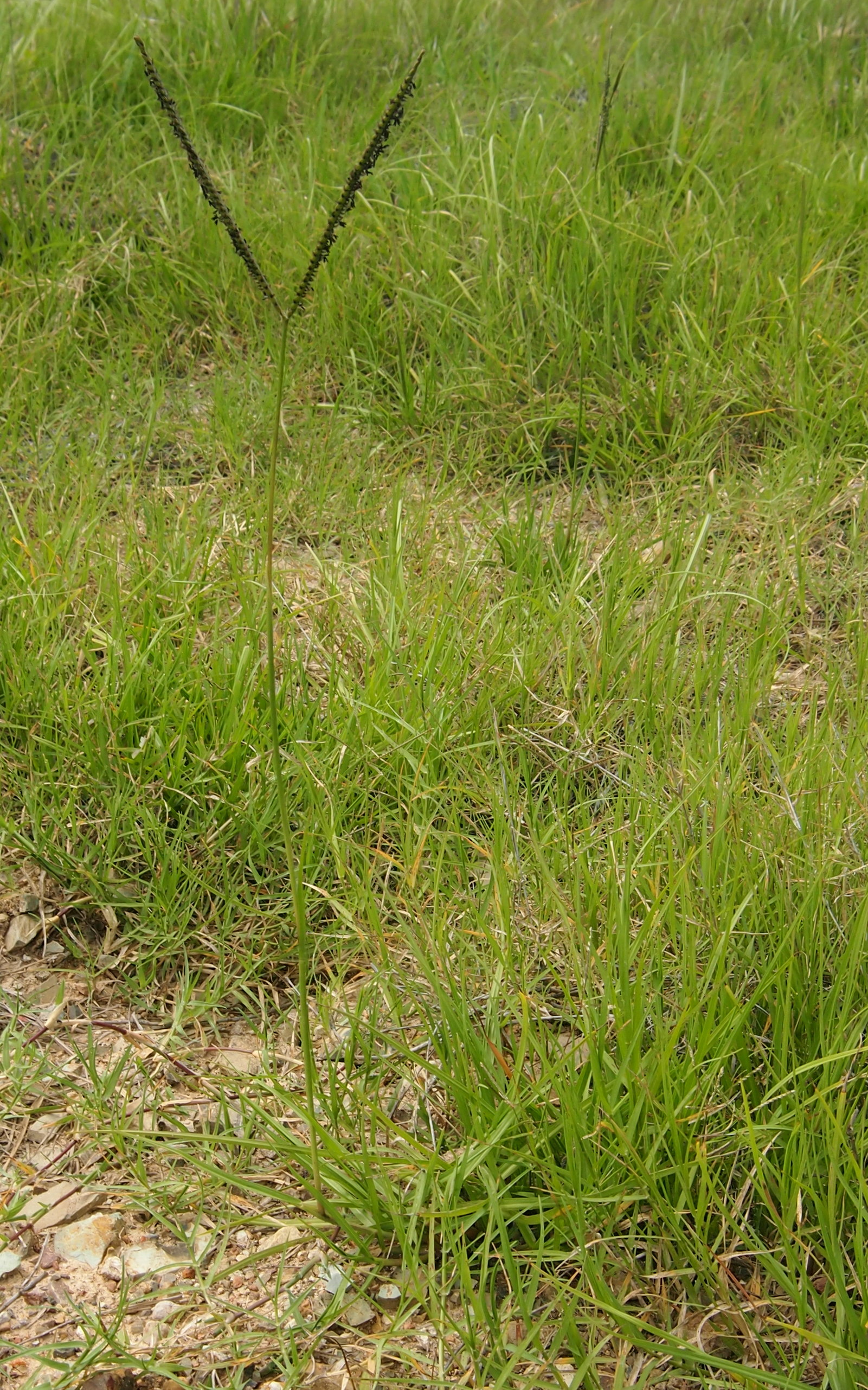 Bahiagrass flower identification view