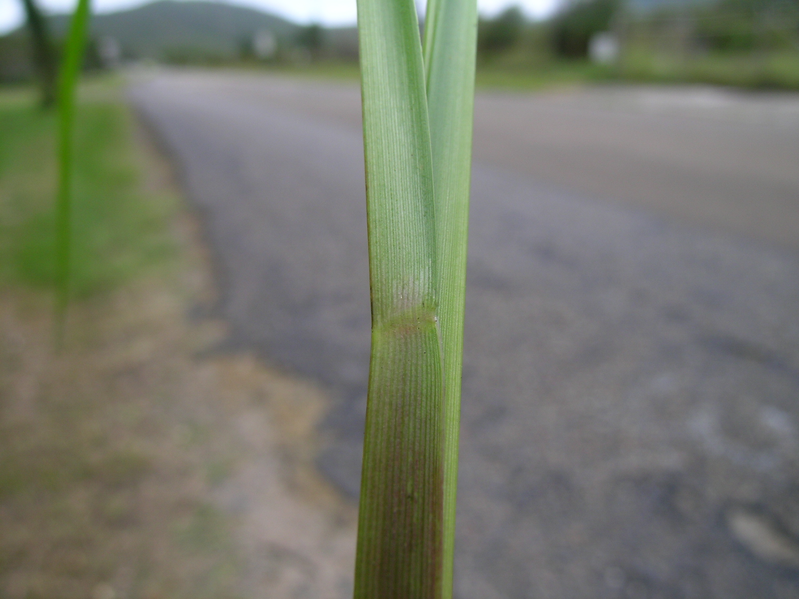 Bahiagrass fruit identification view