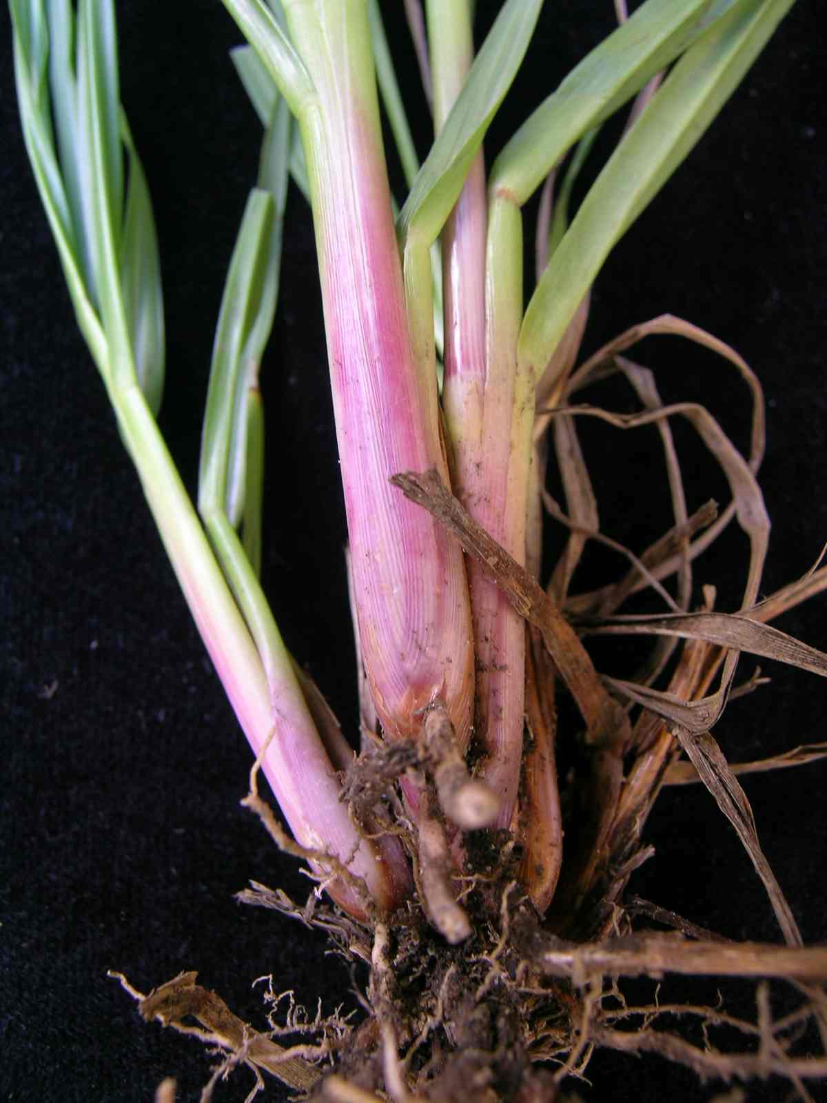 Bahiagrass stem identification view