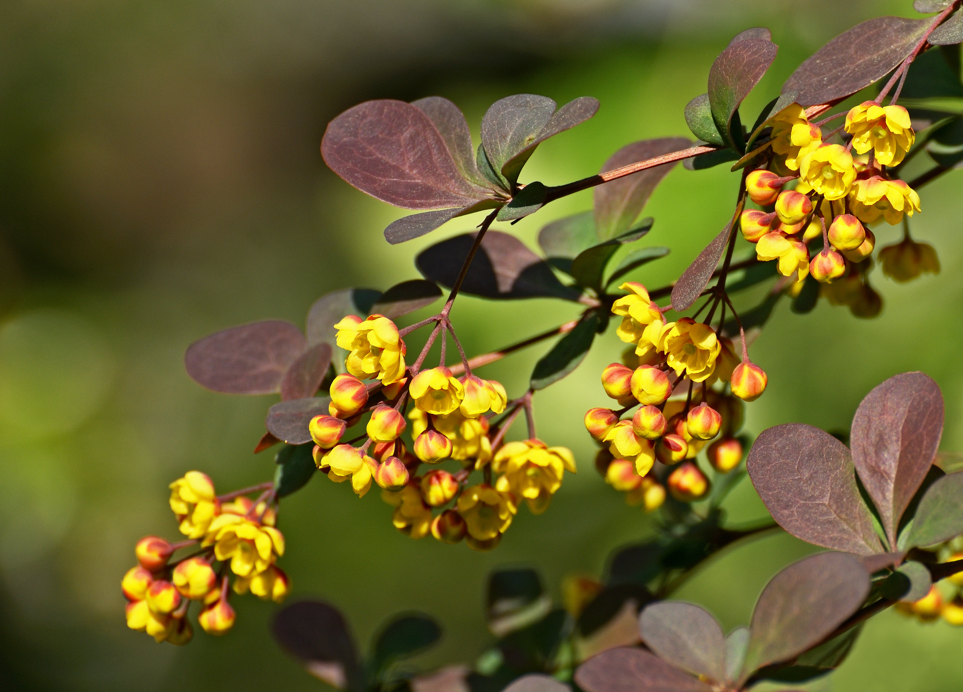 Barberry flower identification view