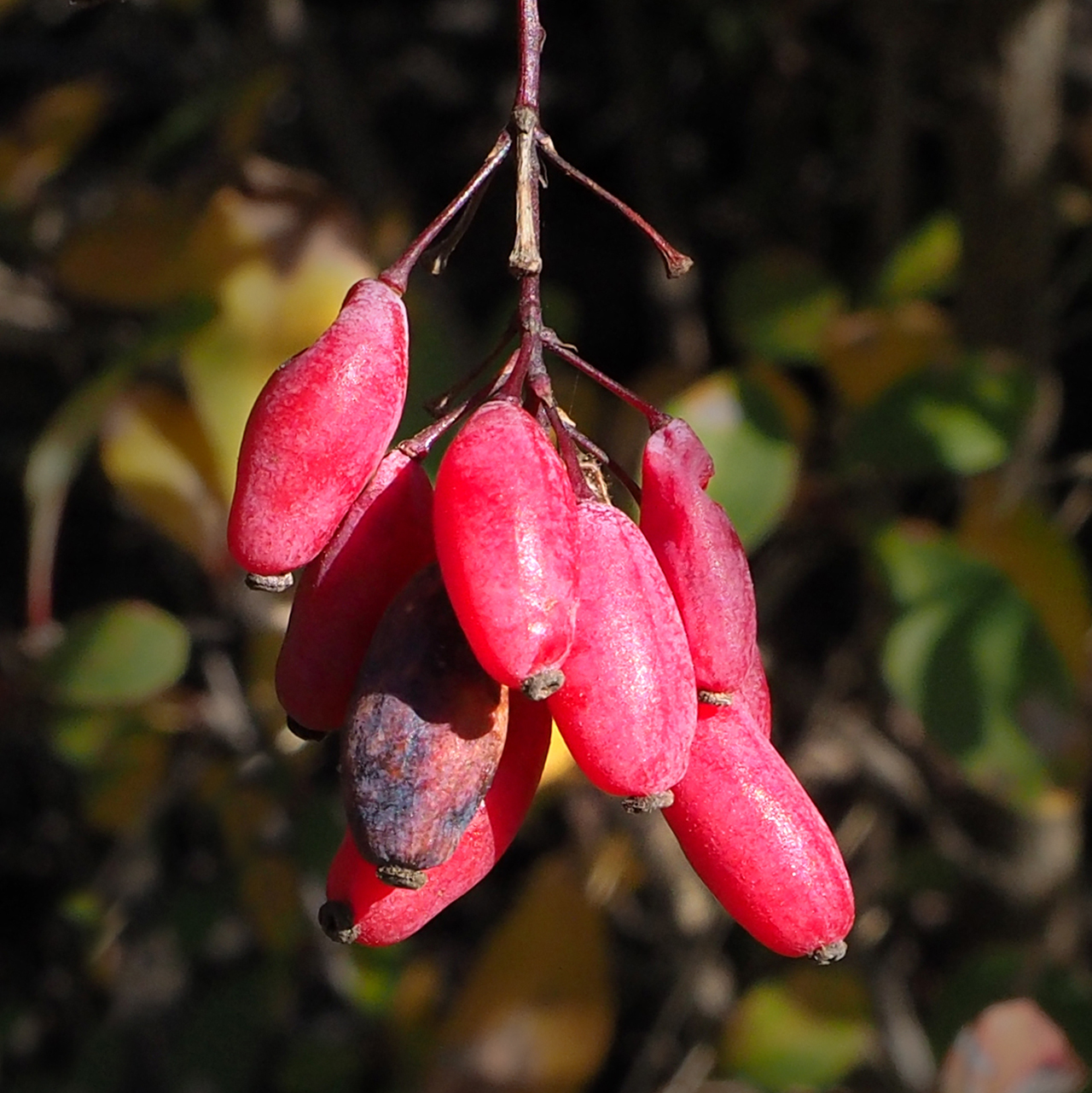 Barberry fruit identification view