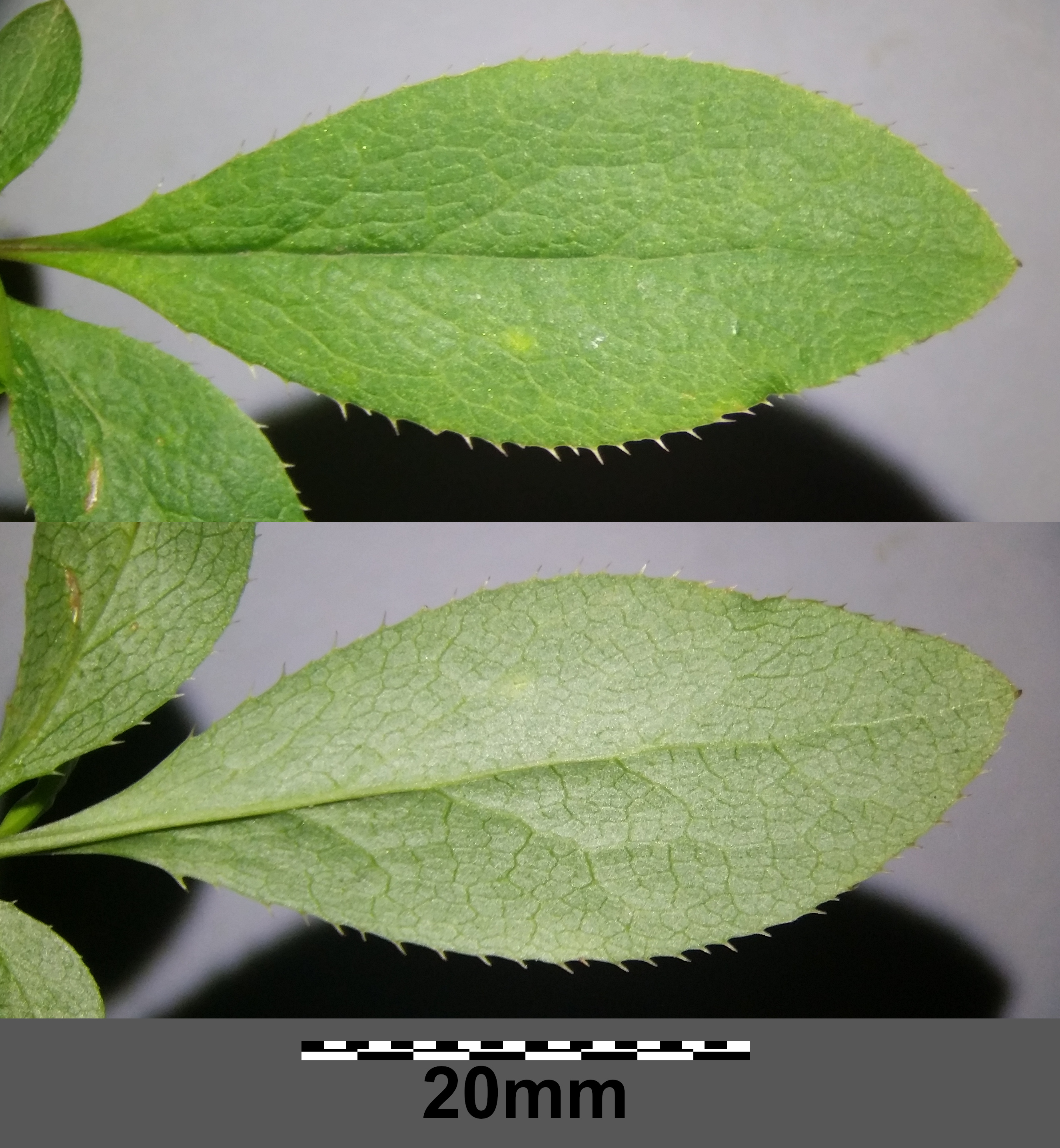 Barberry leaf identification view