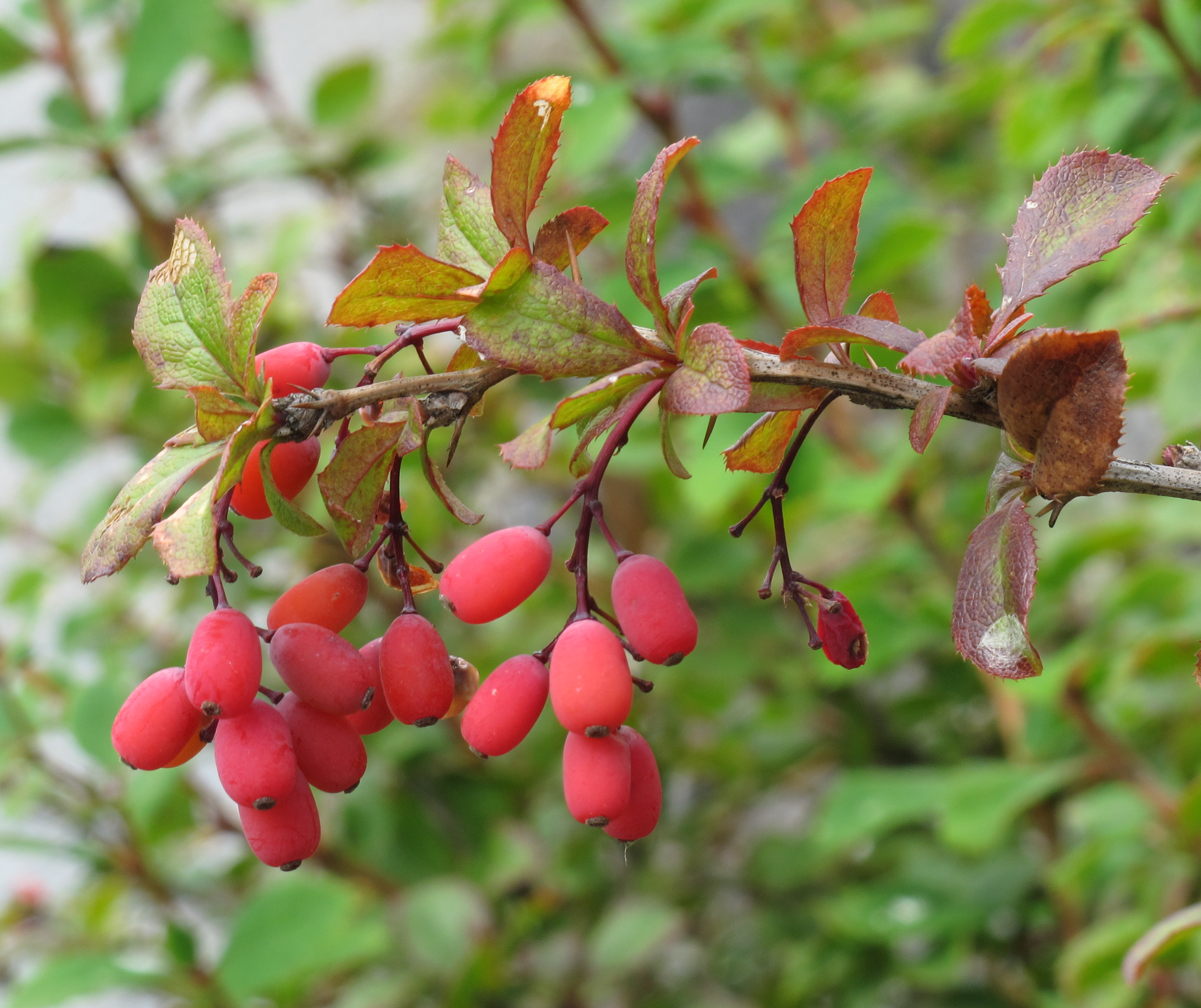 Barberry plant identification view