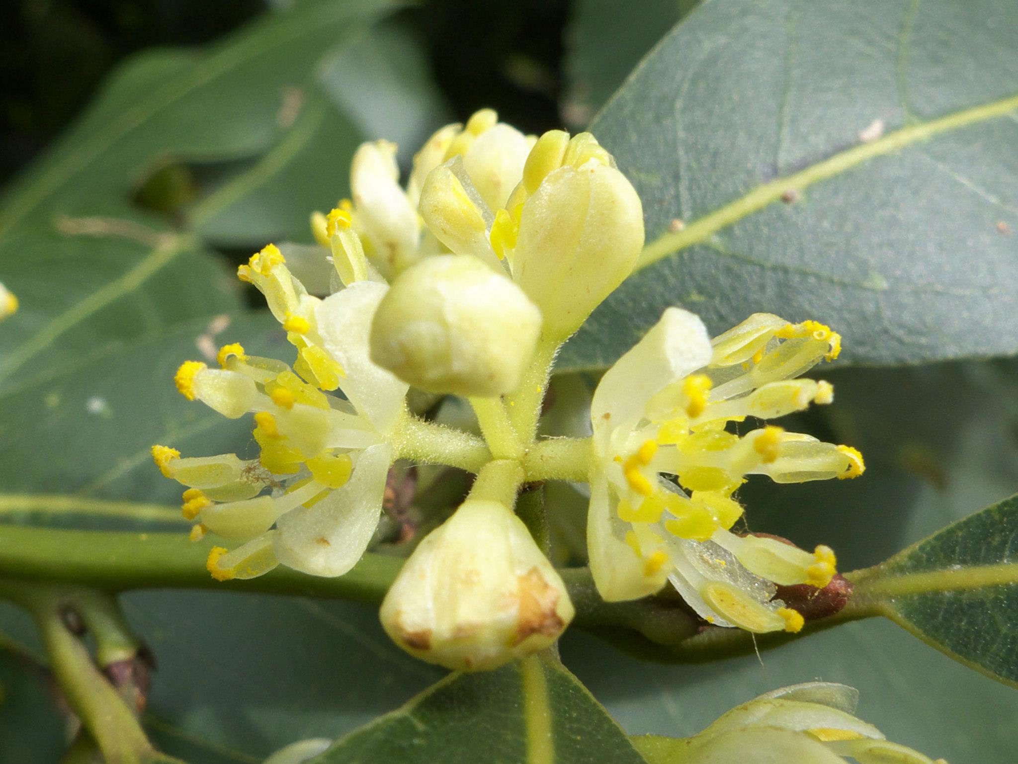 Bay Leaf flower identification view