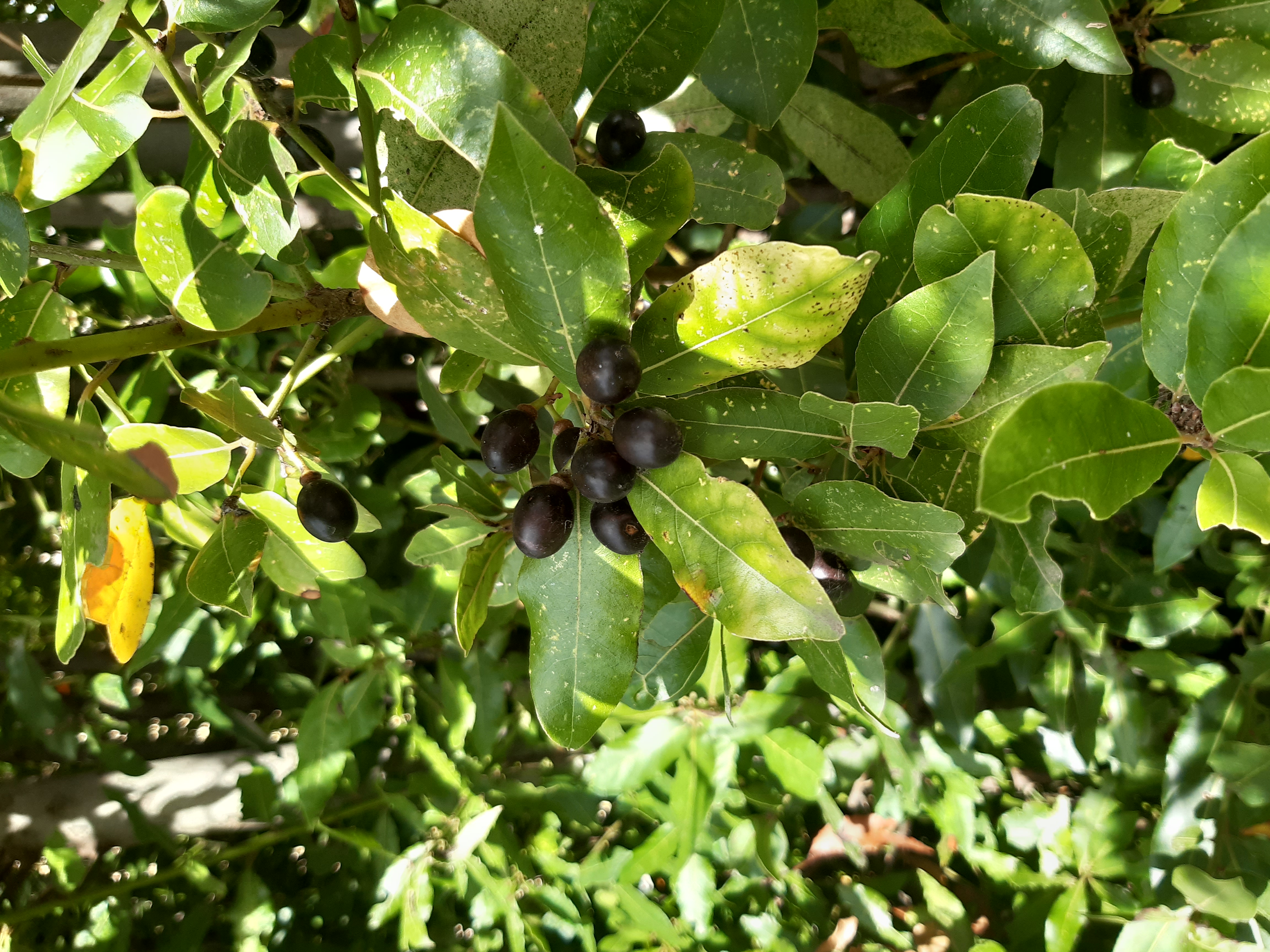 Bay Leaf fruit identification view