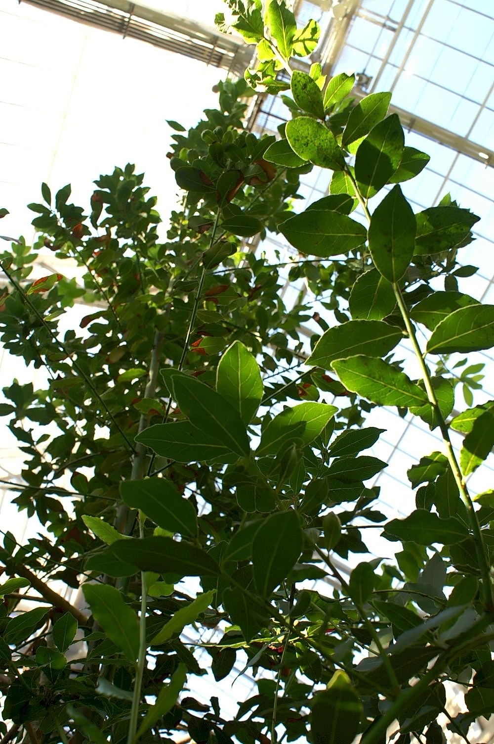 Bay Leaf leaf identification view