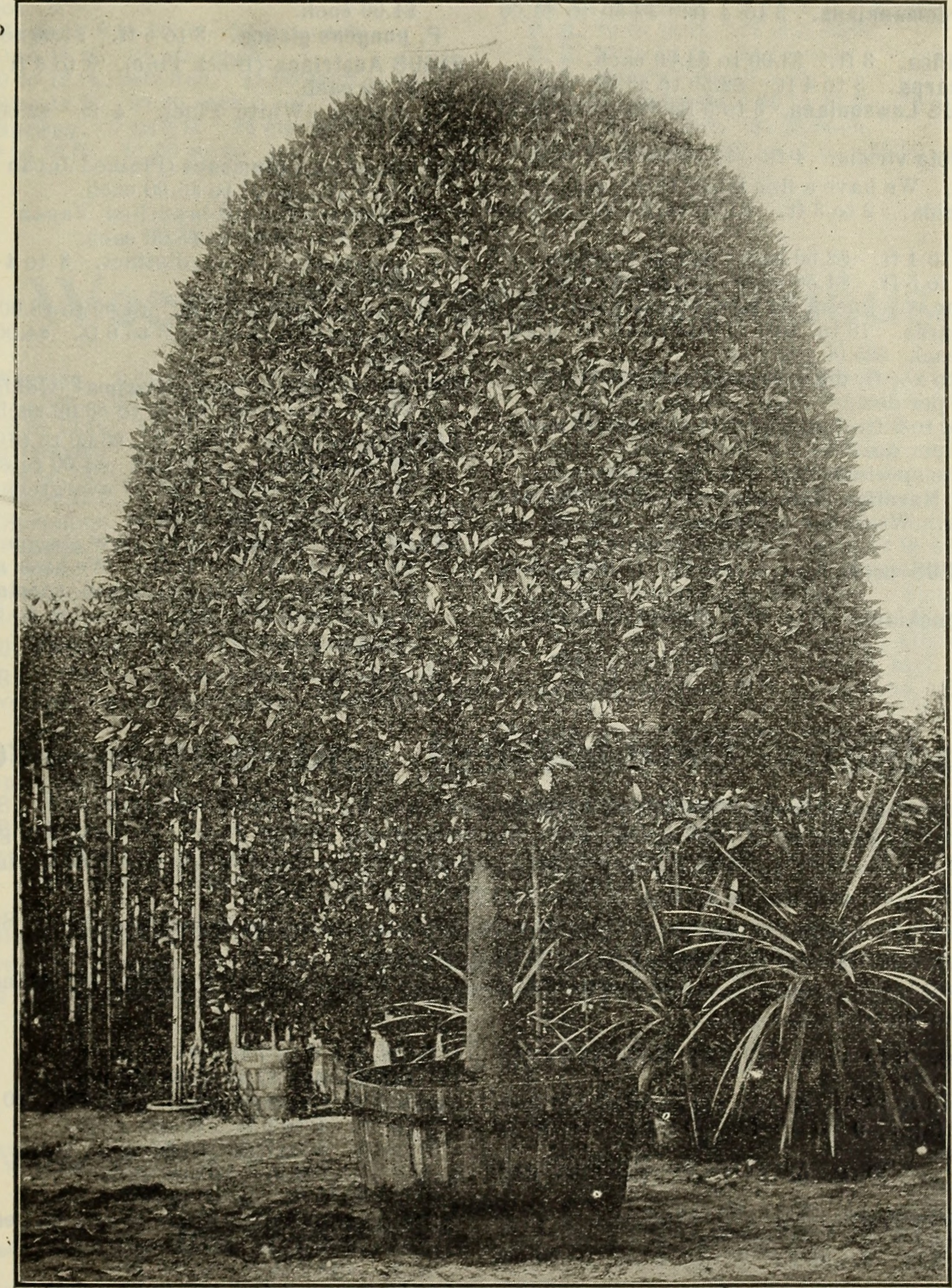 Bay Leaf stem identification view