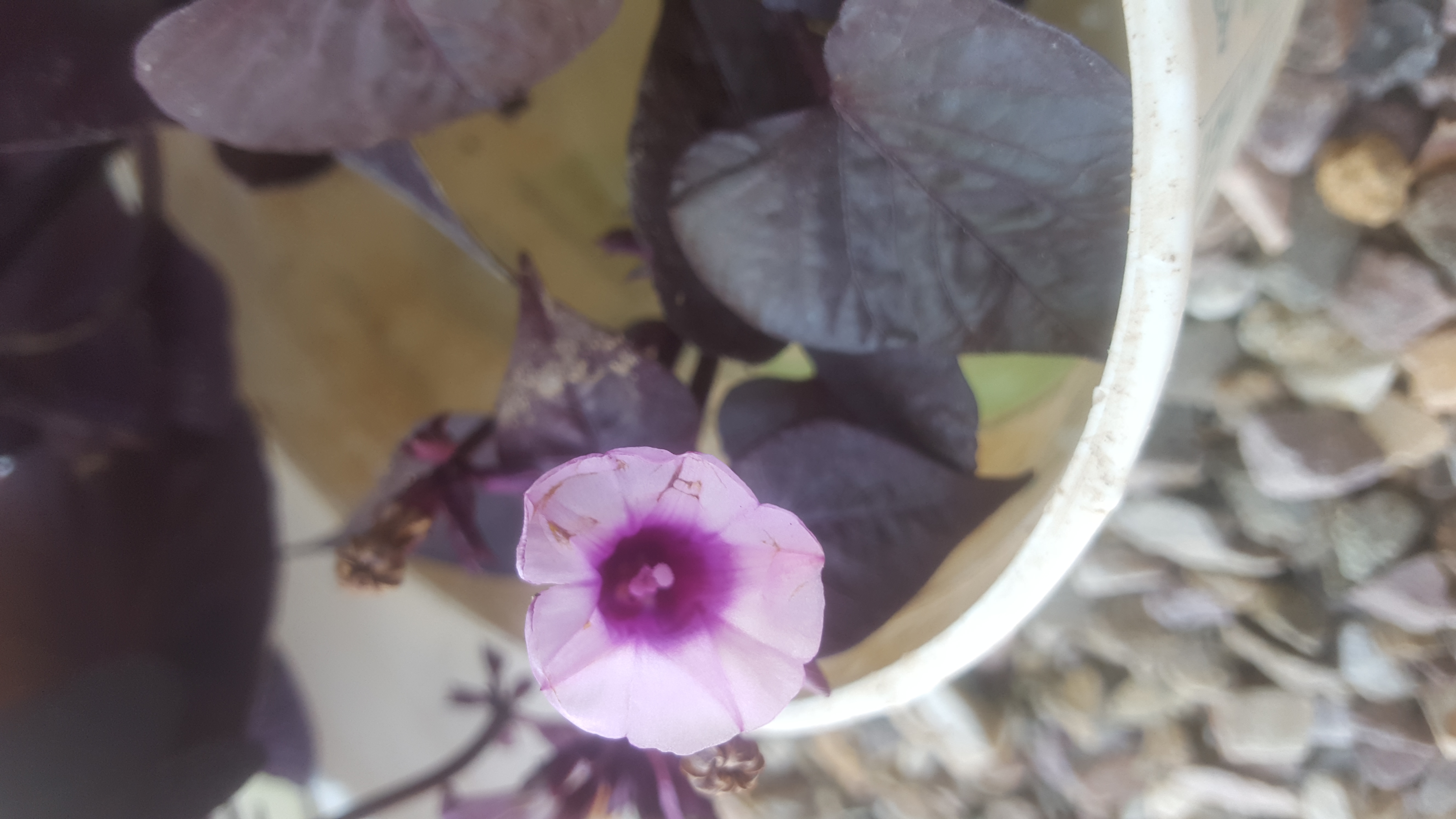 Georgia Jet Sweet Potato flower identification view