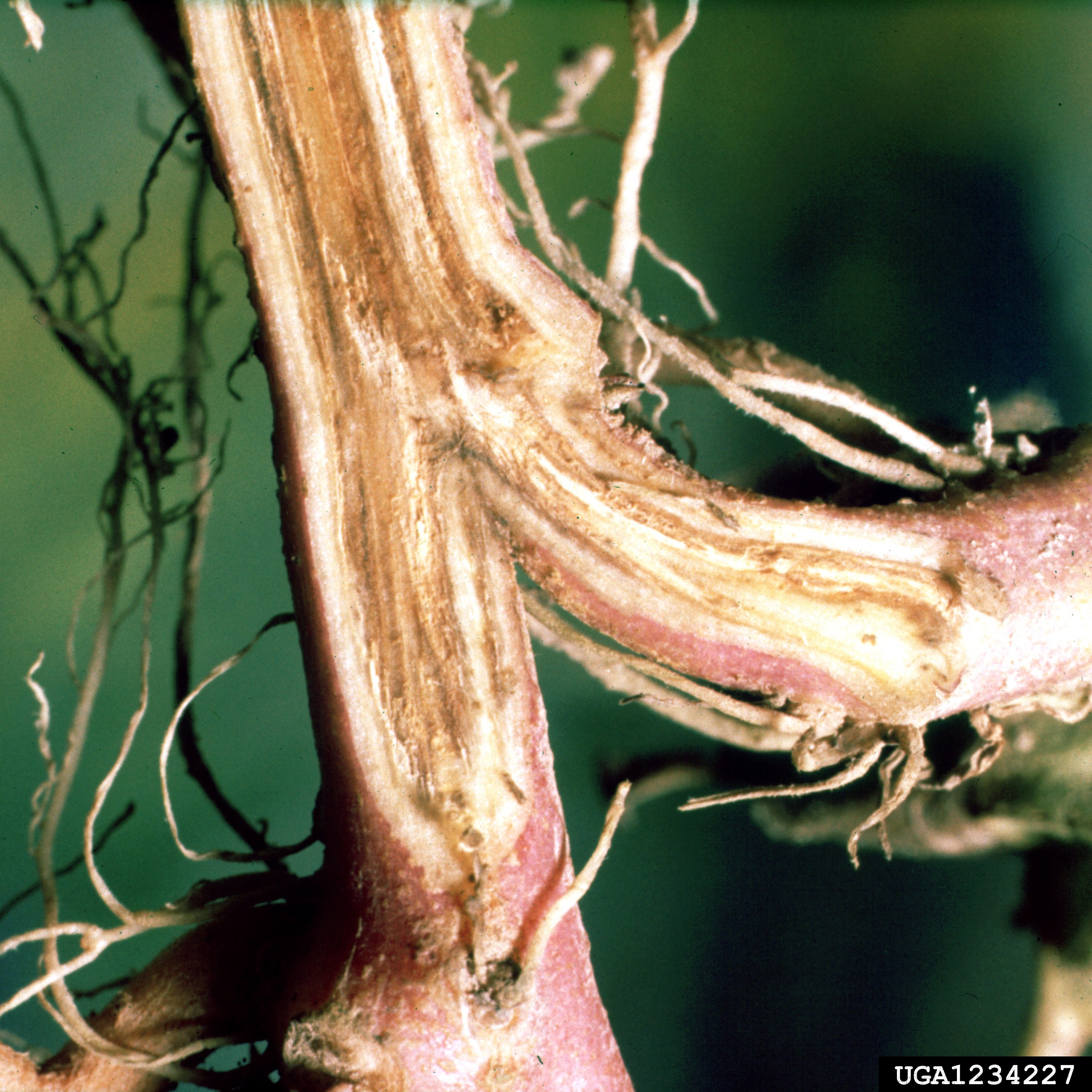 Georgia Jet Sweet Potato stem identification view