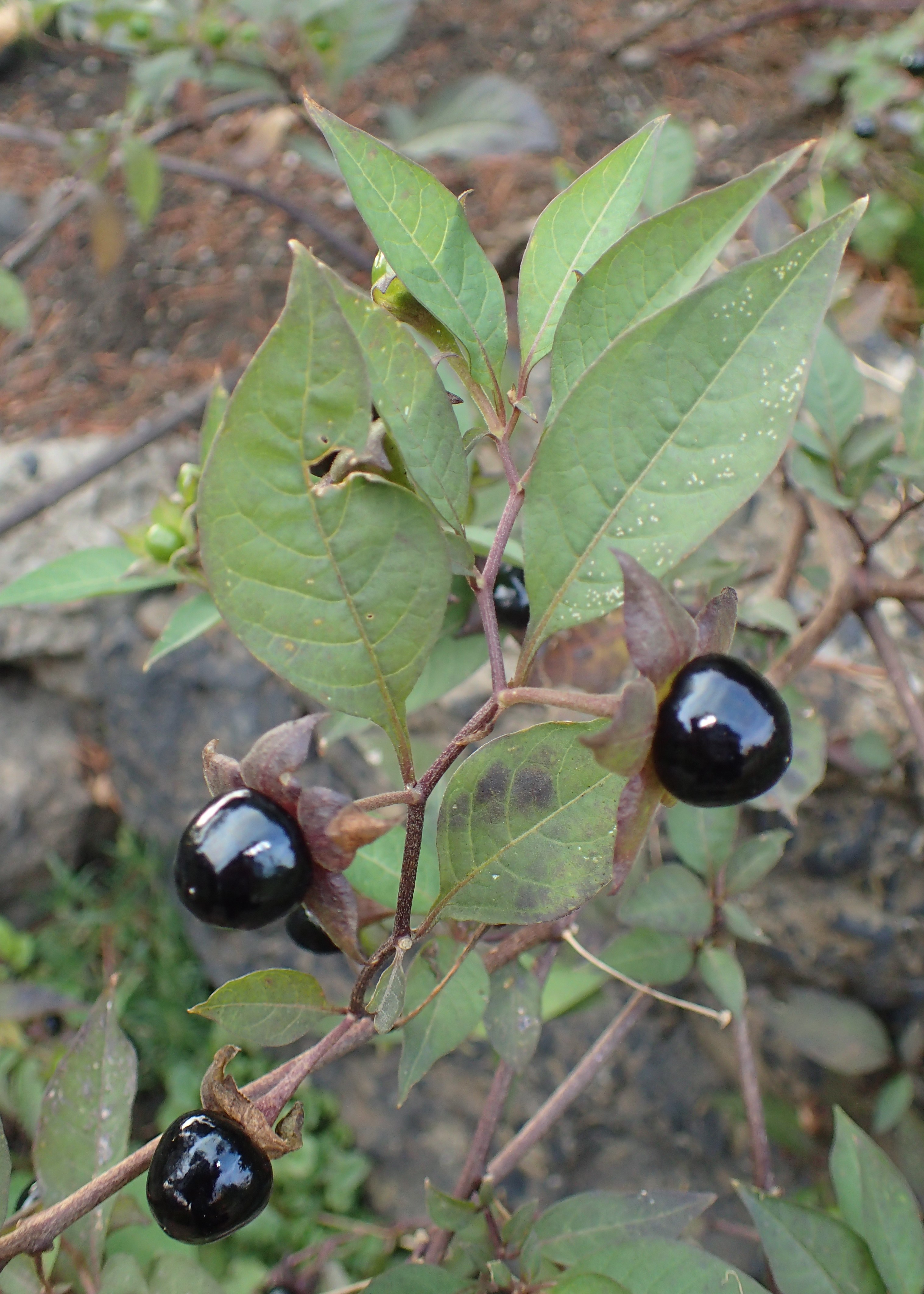 Belladonna fruit identification view