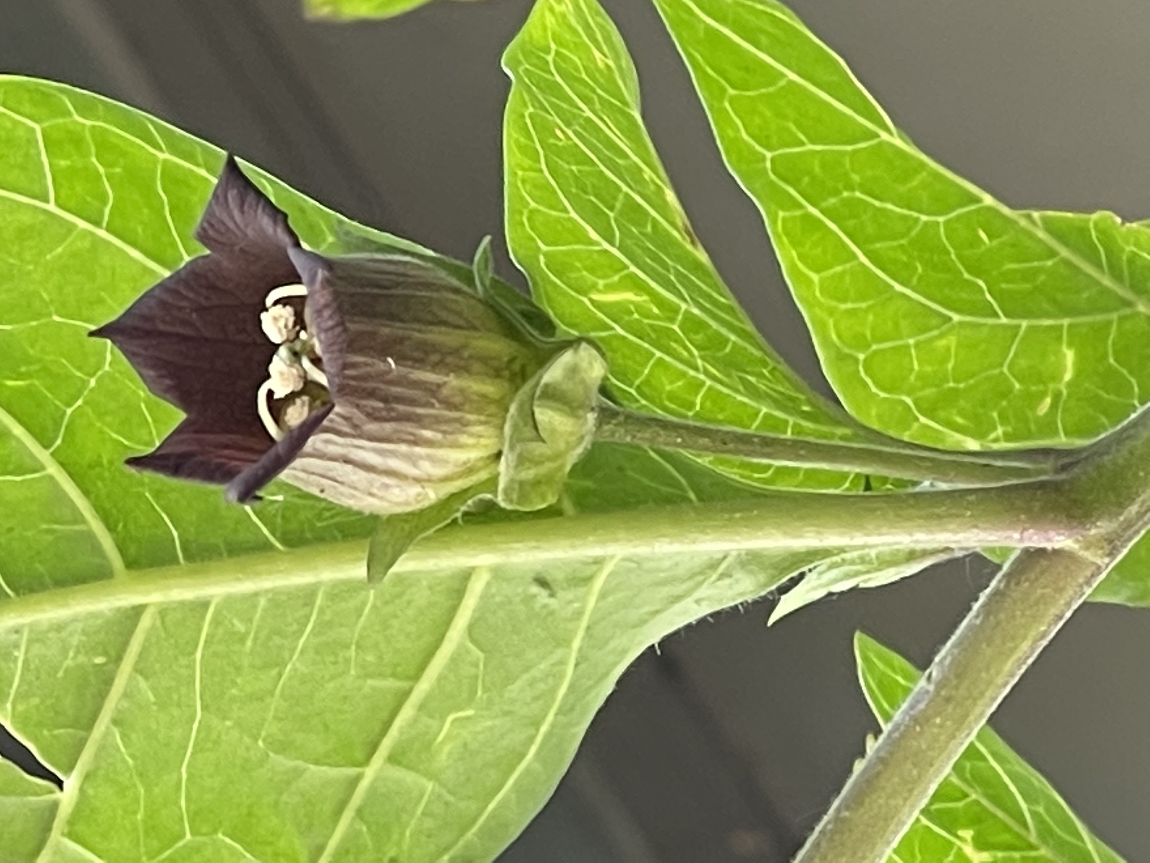 Belladonna leaf identification view